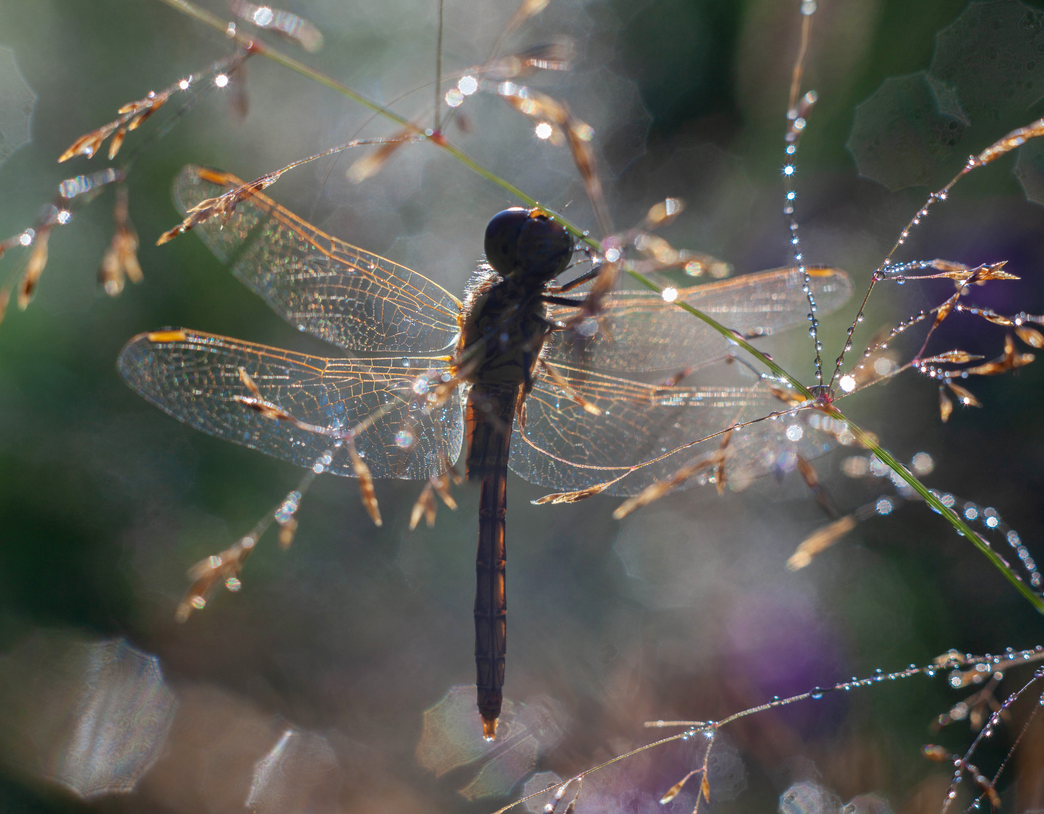 стрекоза, роса , утро, лето, Свистков Александр