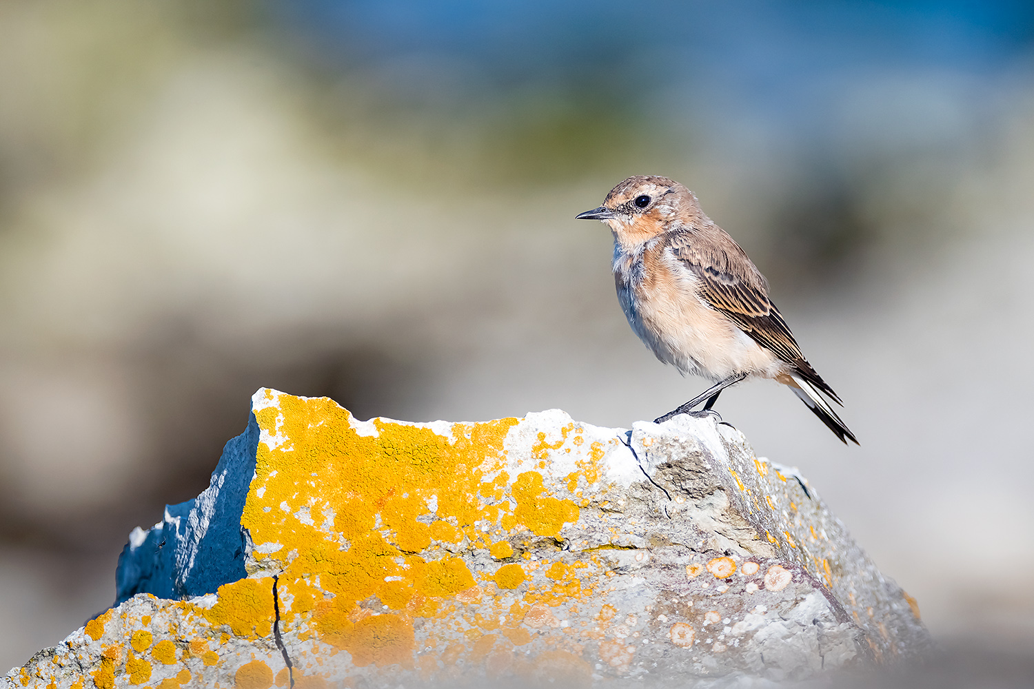 , Абросимов Александр