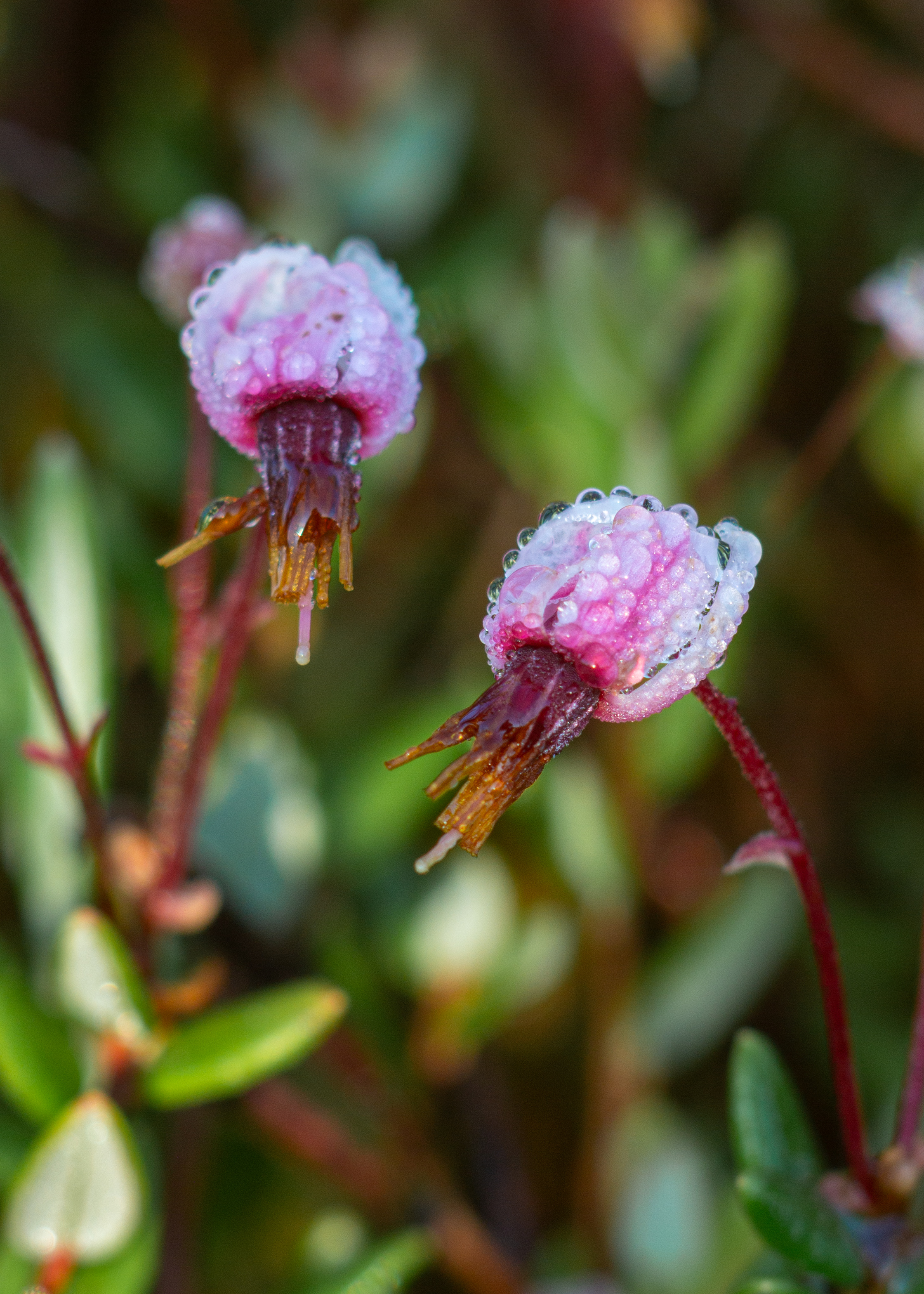 , Комарова Вера