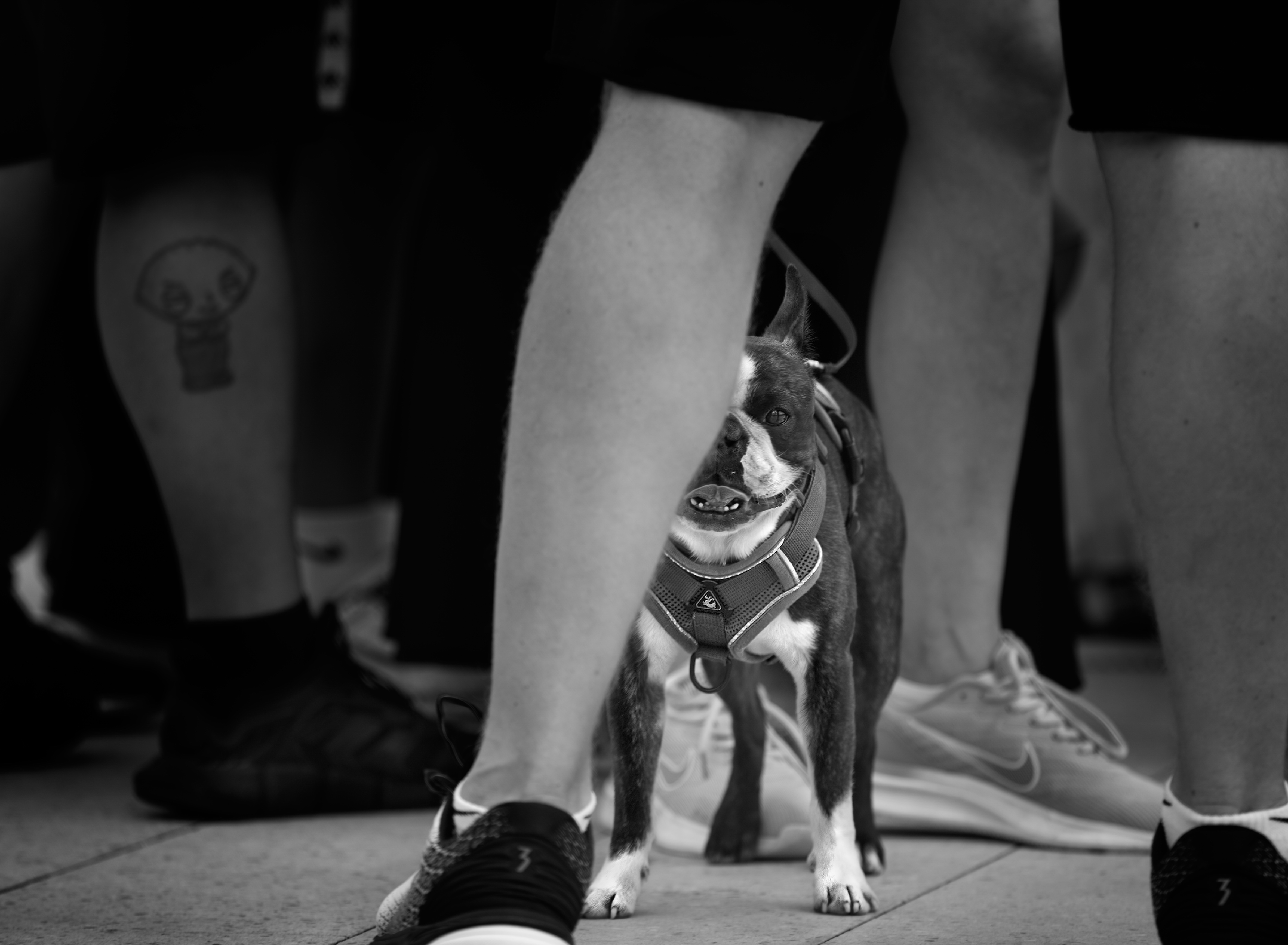 уличное фото, чб фото, городские картинки, животные в городе, собаки, Vera Trandina