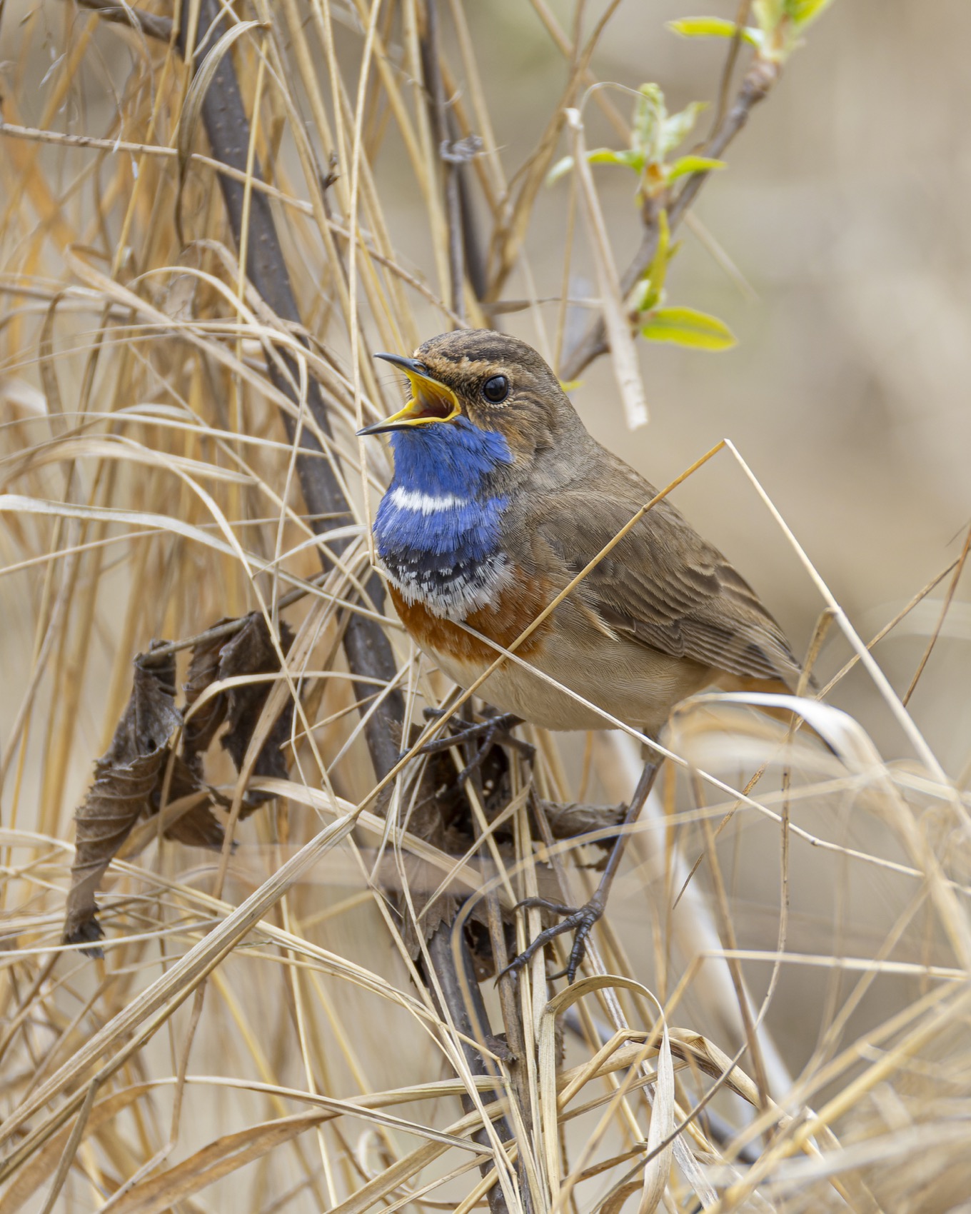 варакушка, птицы, Руслан Pl