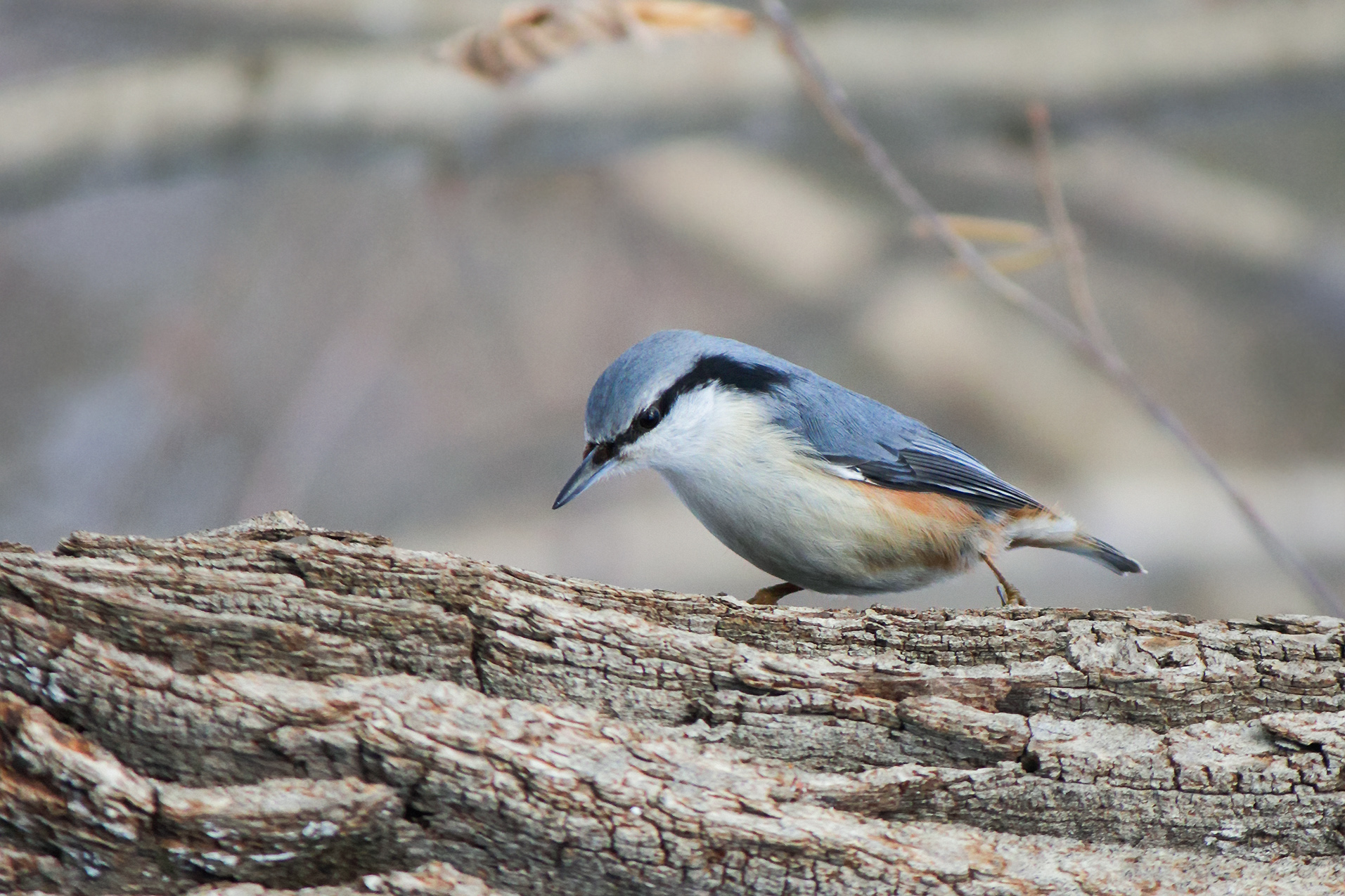 поползень, обыкновенный поползень, ямщик, sitta europaea, КарОл