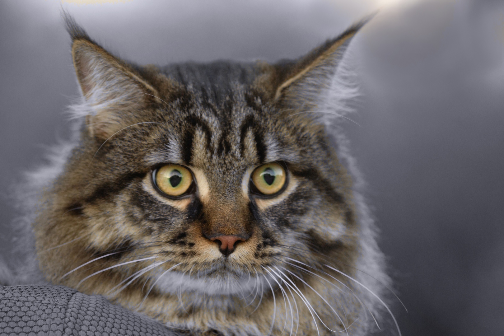 кот мейн-кун., Александр Канцур