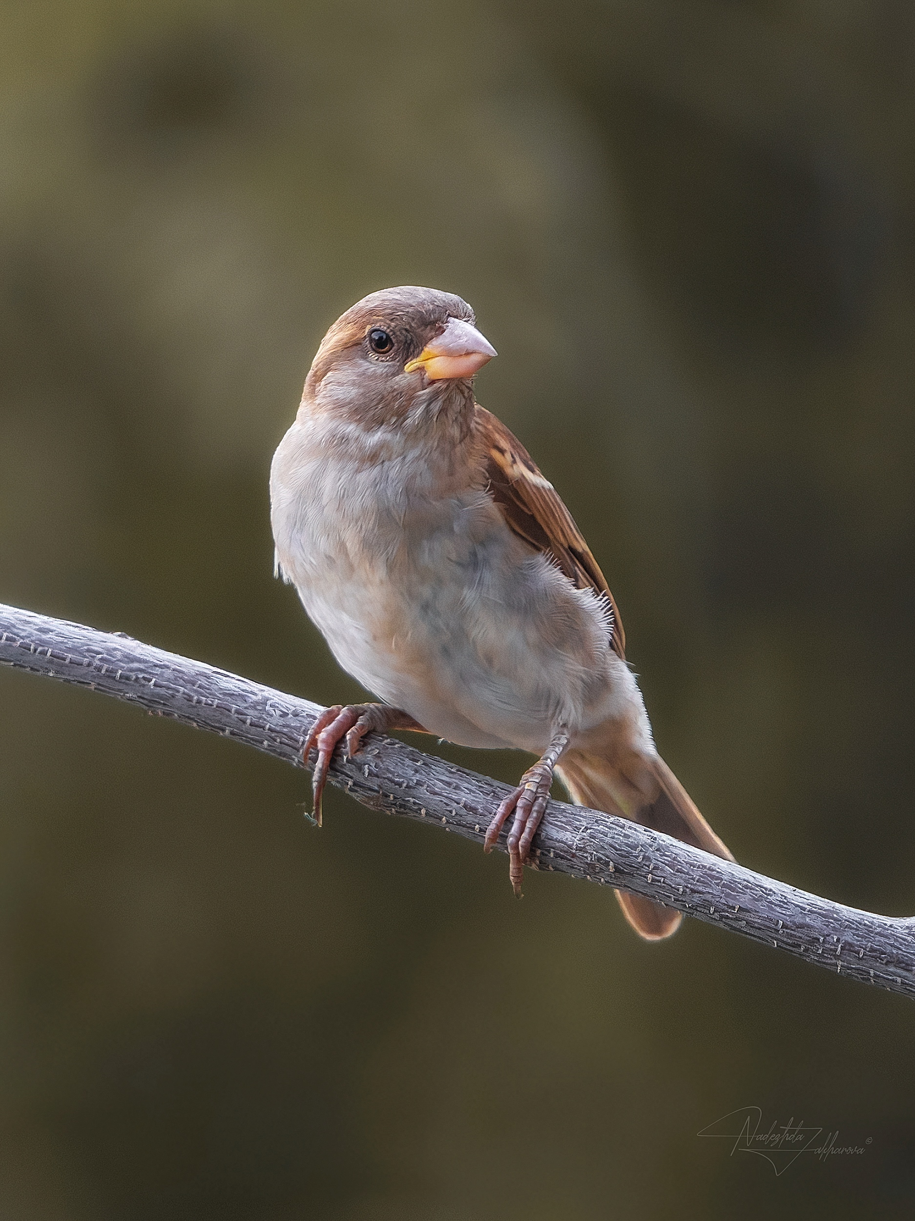 наблюдения за птицами, воробьи, воробей, воробей домовой, птицы, портреты птиц, эмоции, лето, лето2025, Захарова Надежда
