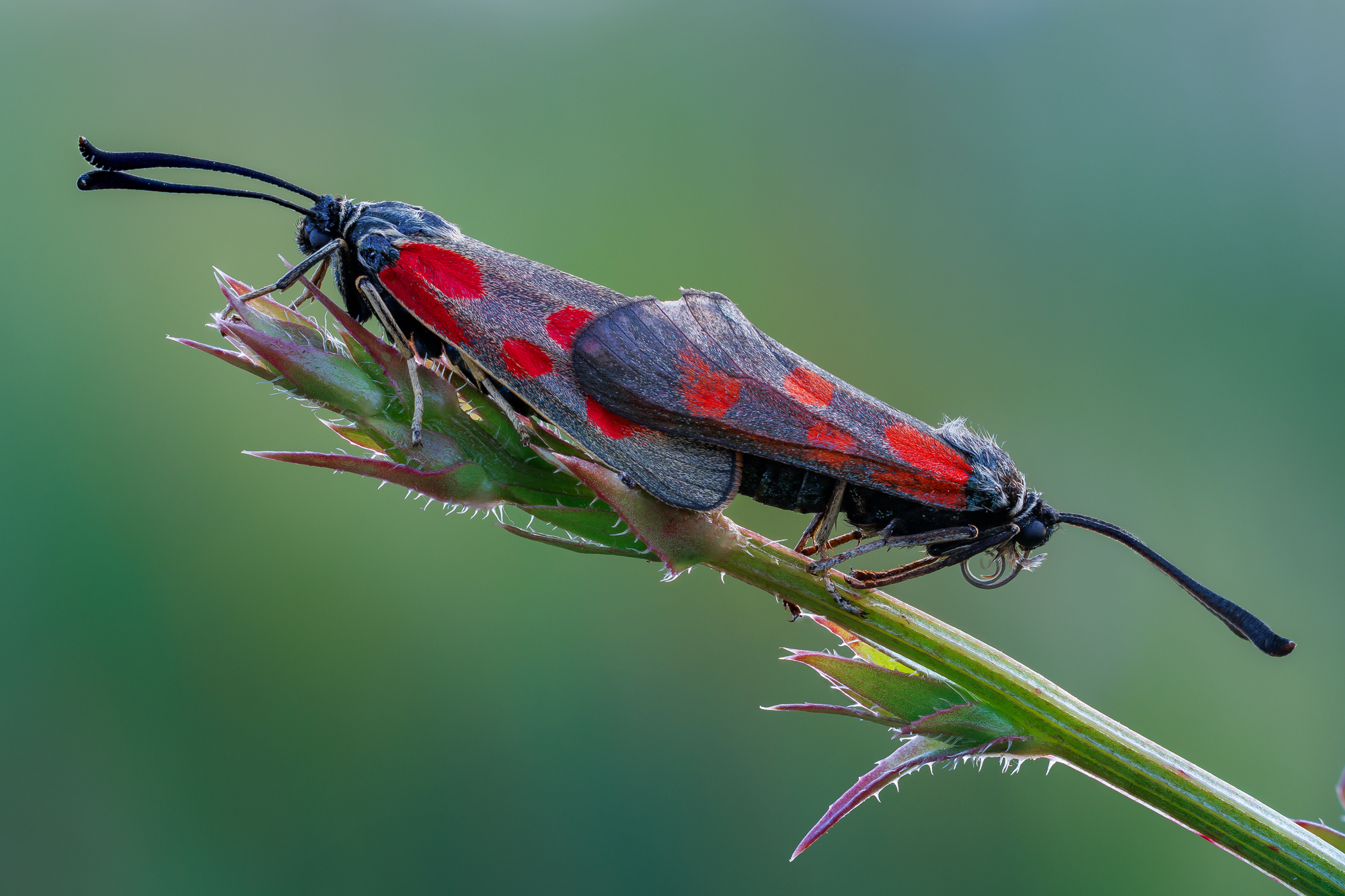 , Кузнецов Дмитрий