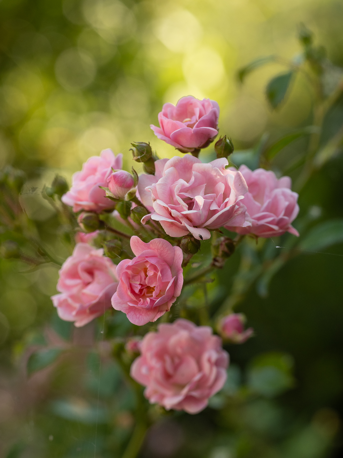 , Ирина Протченко