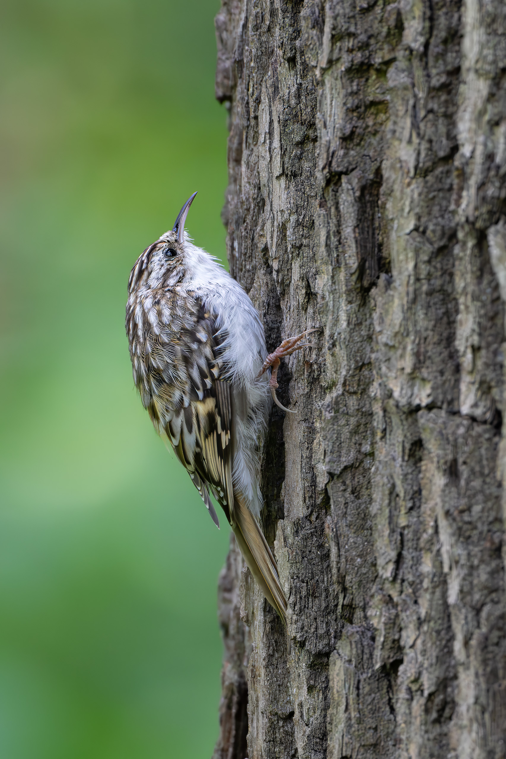 , Молодкин Дмитрий