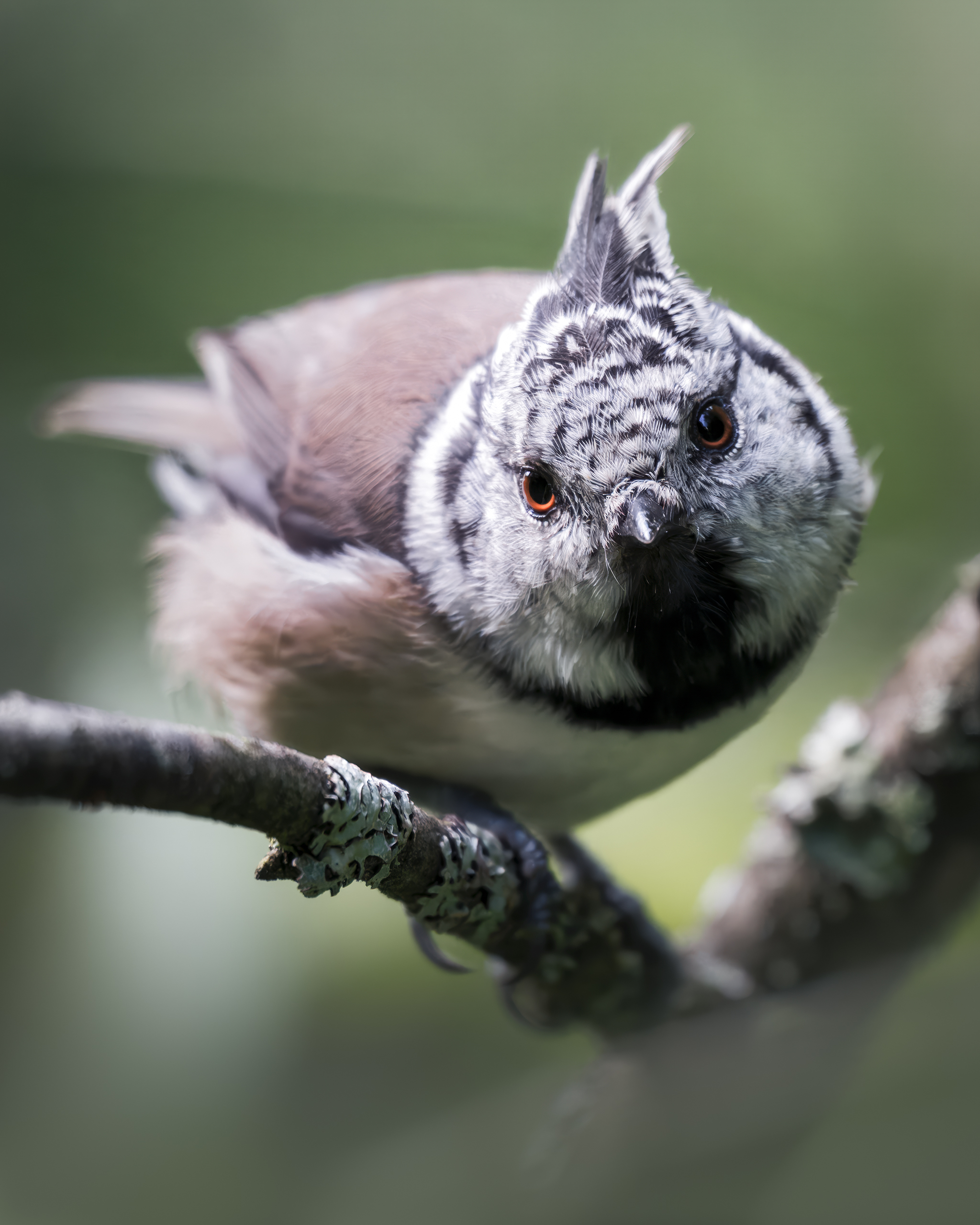 , Поляков Михаил