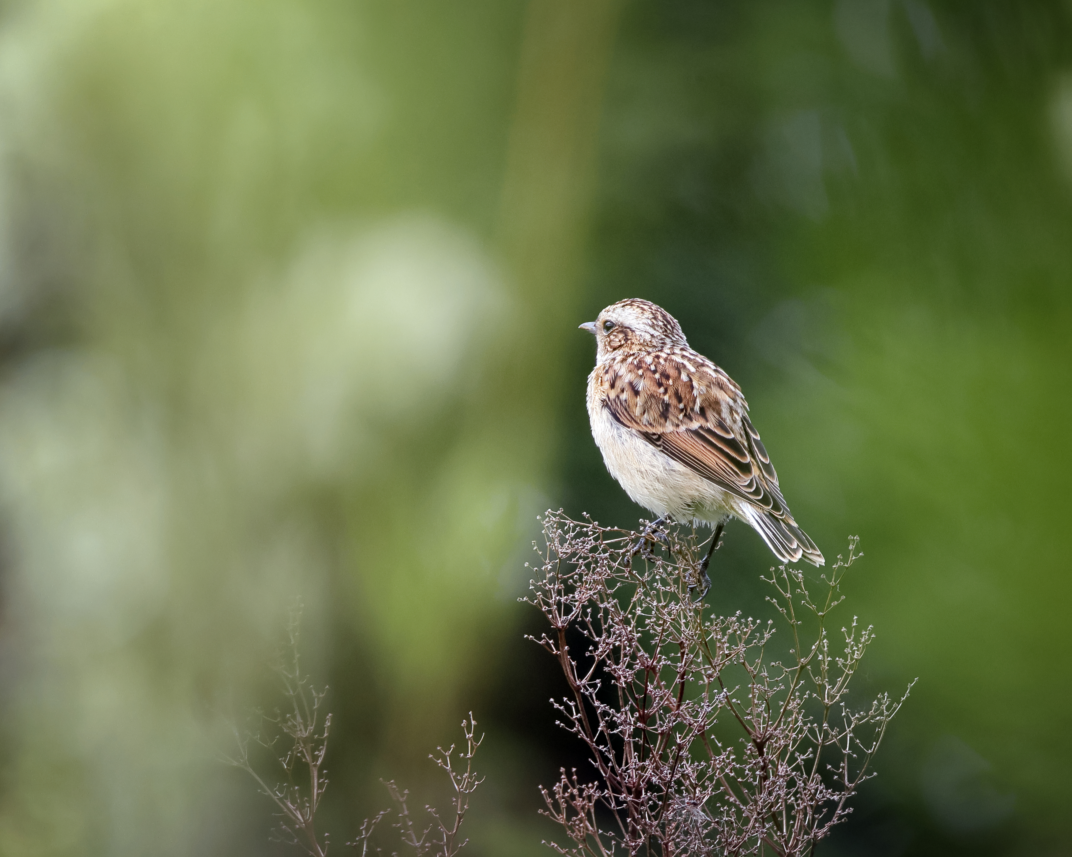 птицы, фотоохота, природа, Александр Титов