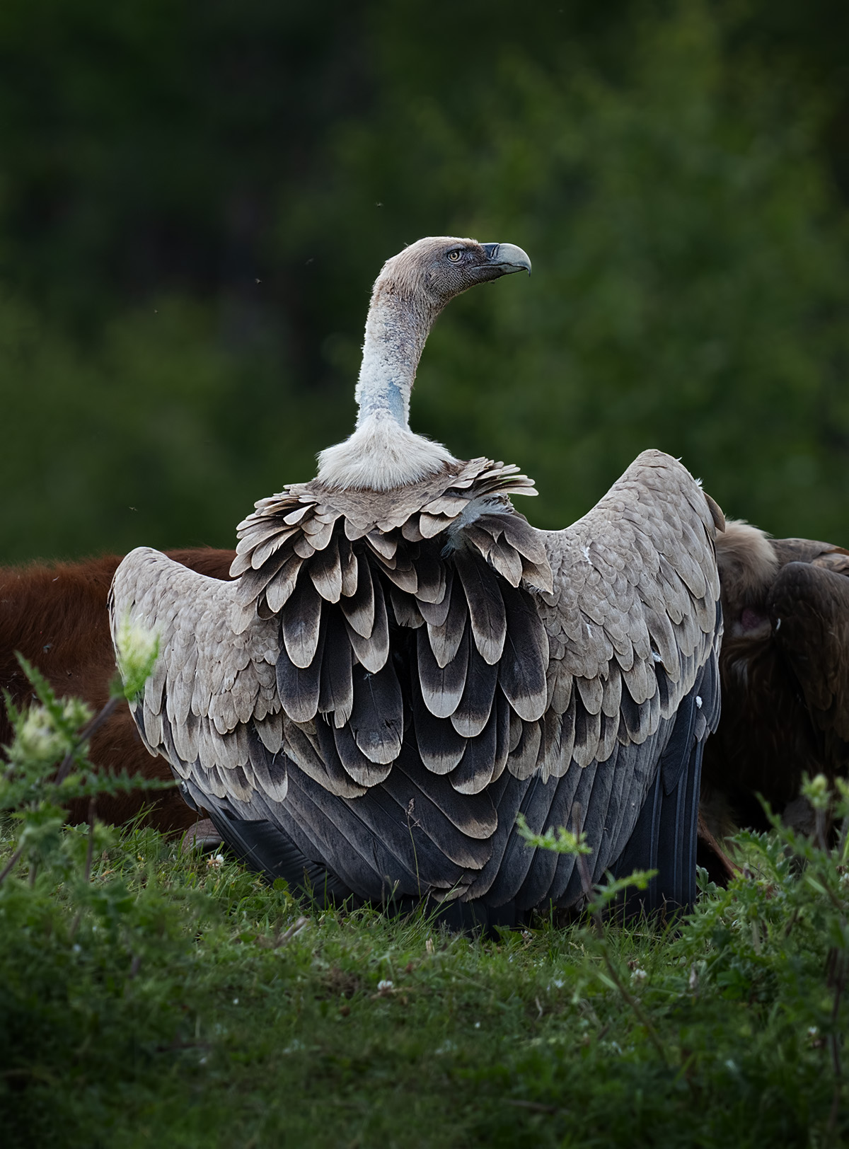 , Андрей Родионов