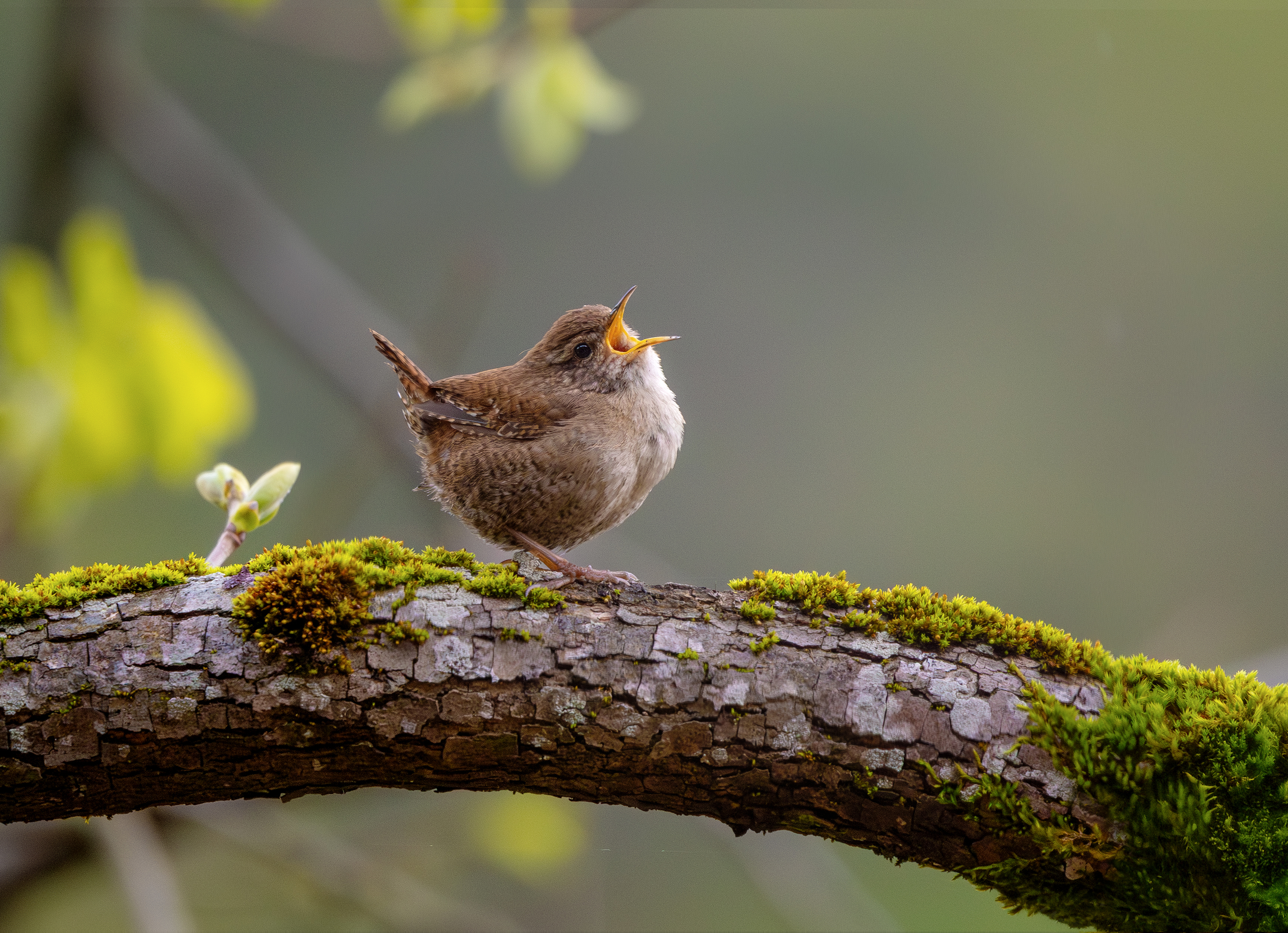 , Bessarion Chakhvadze