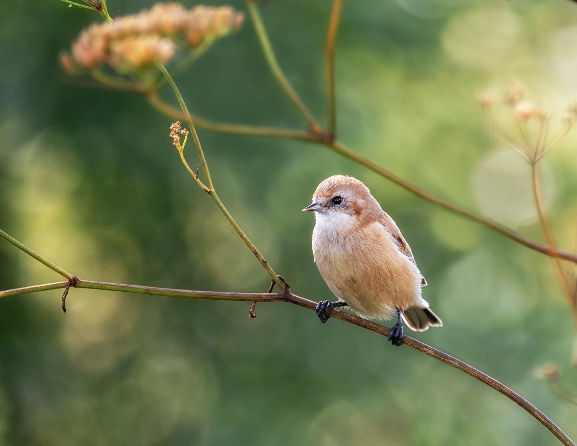 птица, ремез,, Мочалова Марина