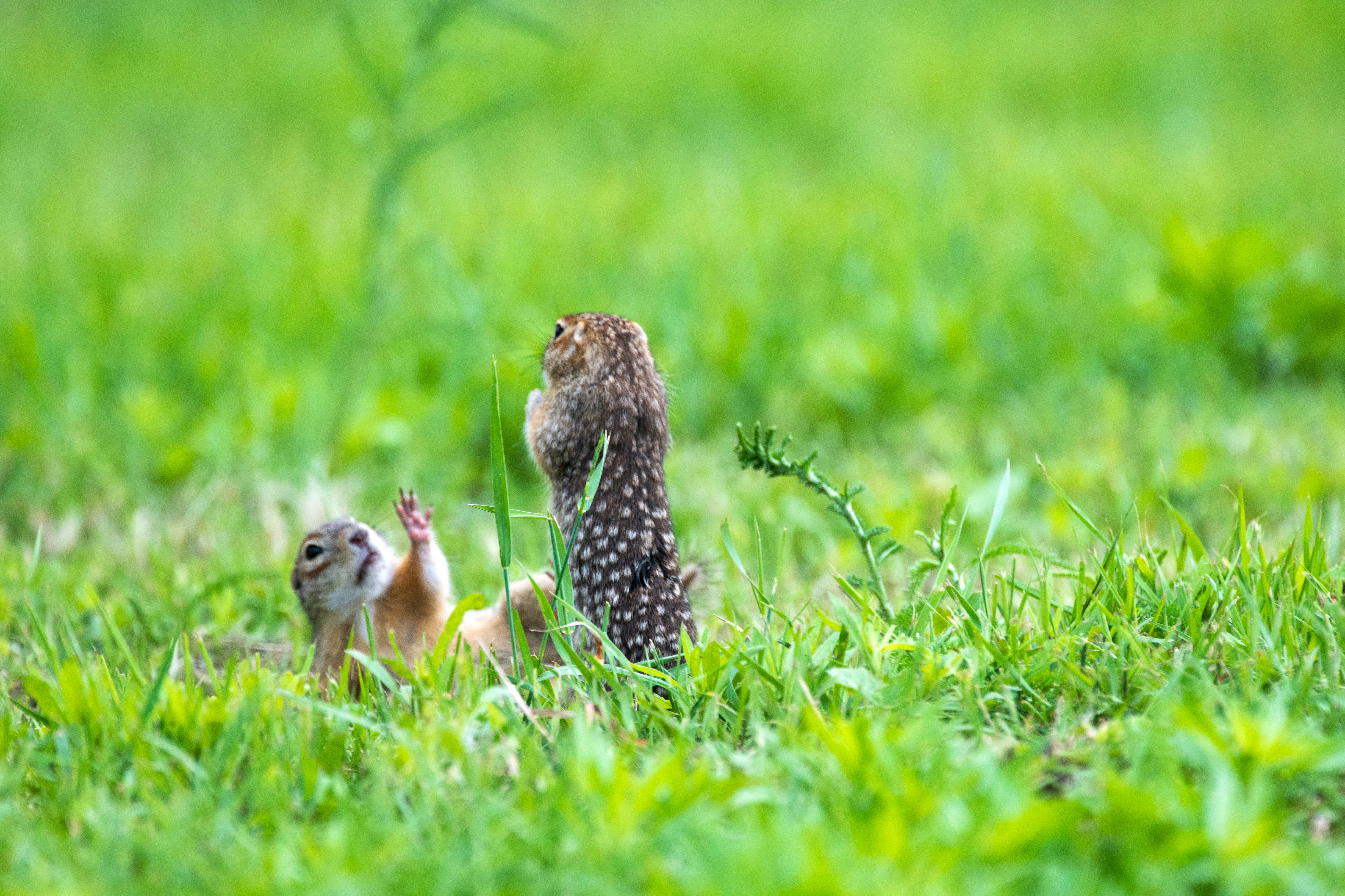 , Павел Ныриков