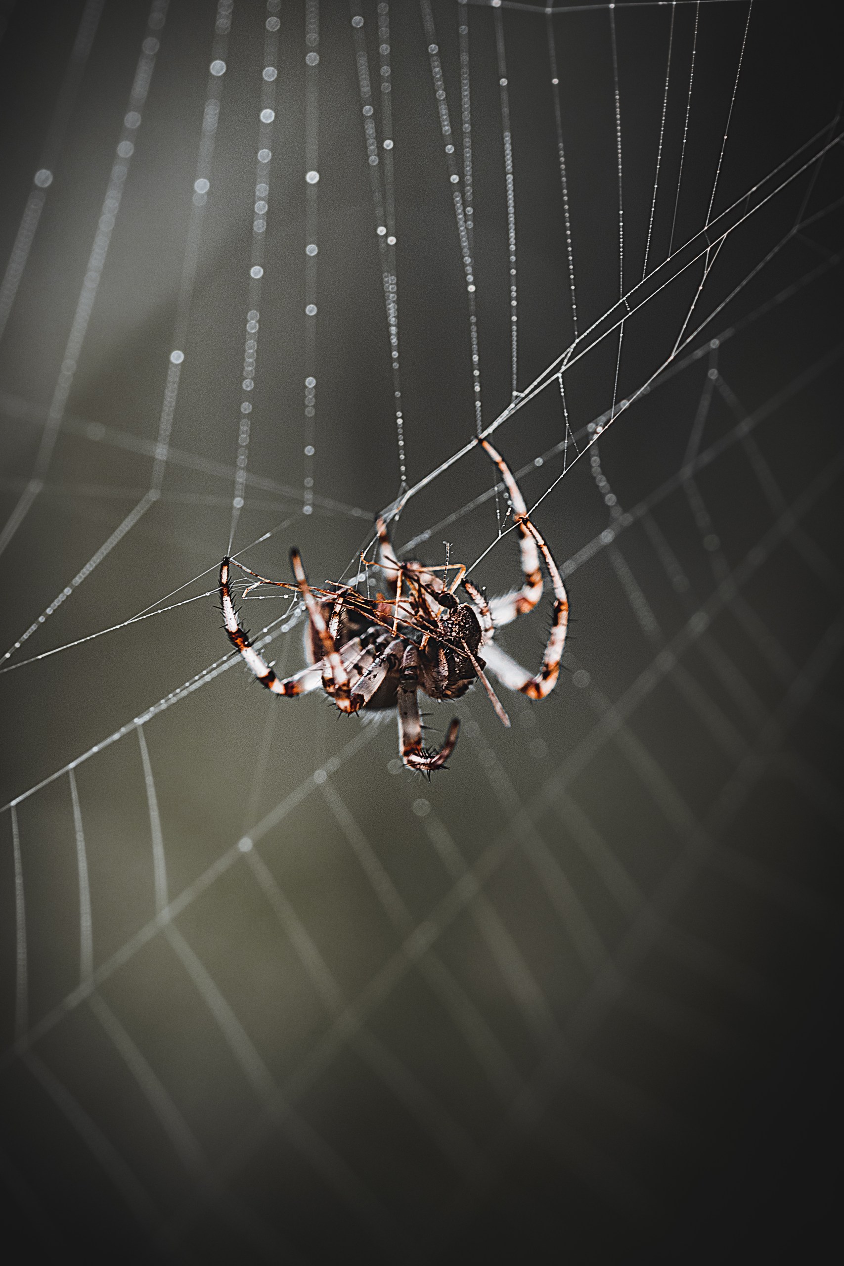 , Сергей Белокуров