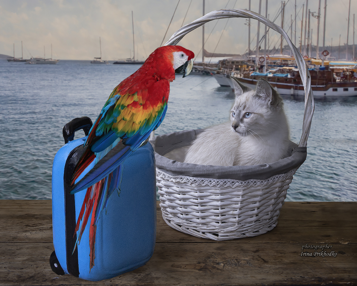 художественное фото, домашние животные, котики, котенок, Приходько Ирина