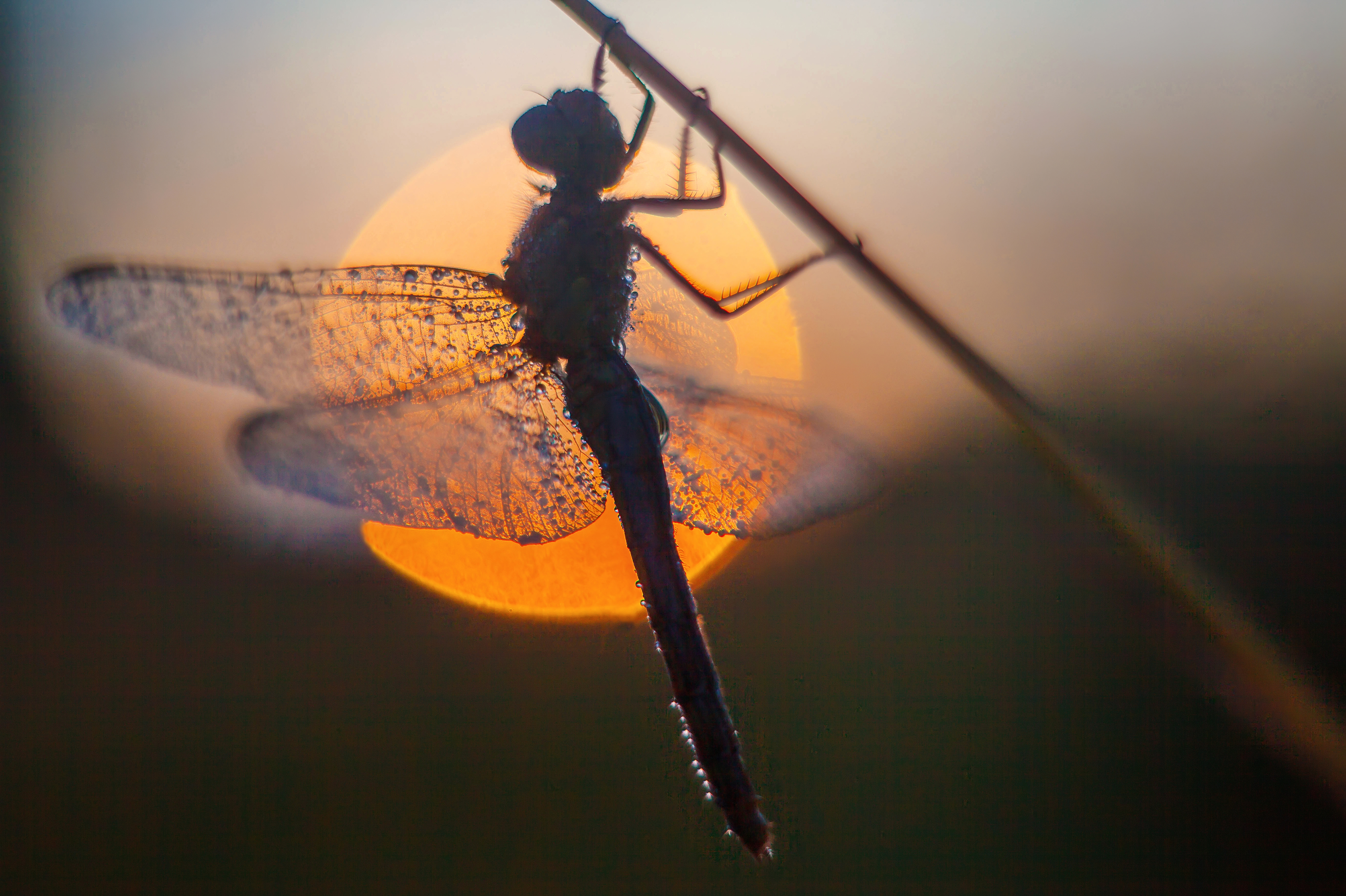 стрекоза, утро , рассвет, Свистков Александр