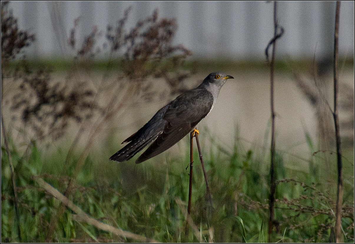 москва, парк, кукушка, птица, АНАТОЛИЙ ДОВЫДЕНКО