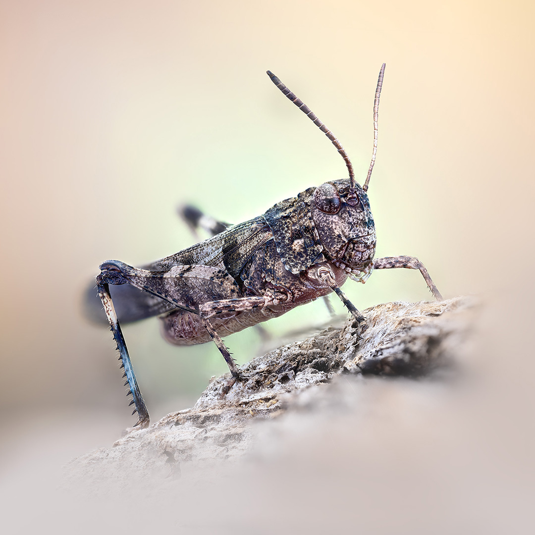 orthoptera, oedipodinae, oedipoda caerulescens,голубокрылая кобылка, Kavaliauskas Eugenijus