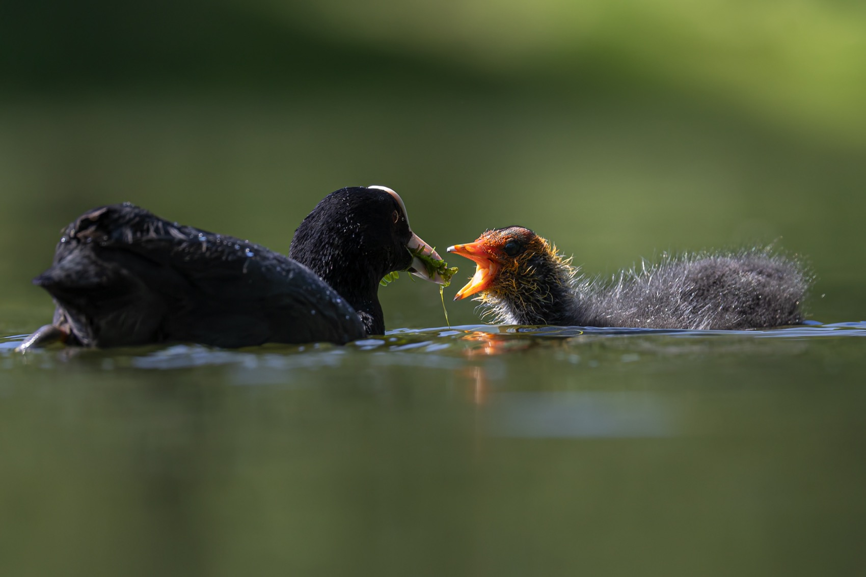 птицы, лысуха, птенец, лысенок, Руслан Pl
