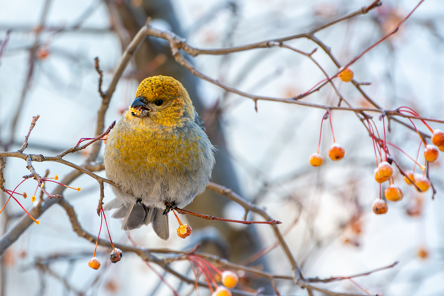 щур, Татаркин Вячеслав