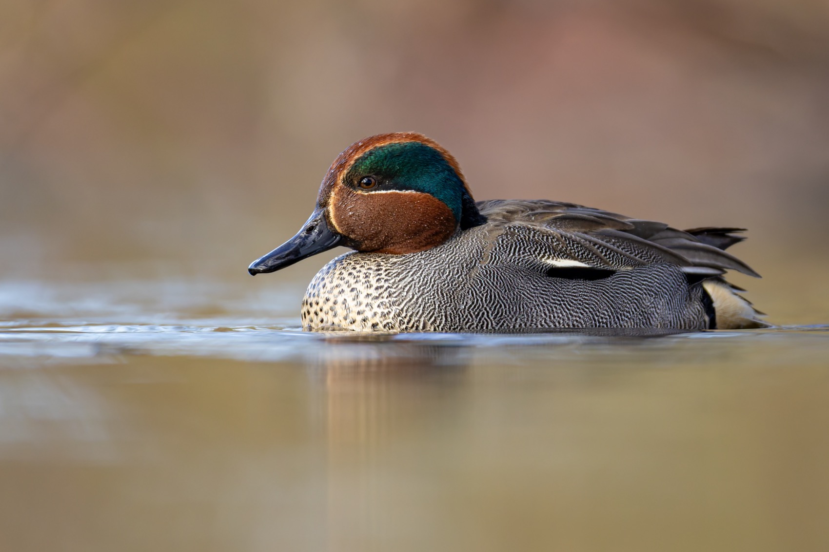 чирок-свистунок, утка, птицы, чирок, свистунок, Руслан Pl