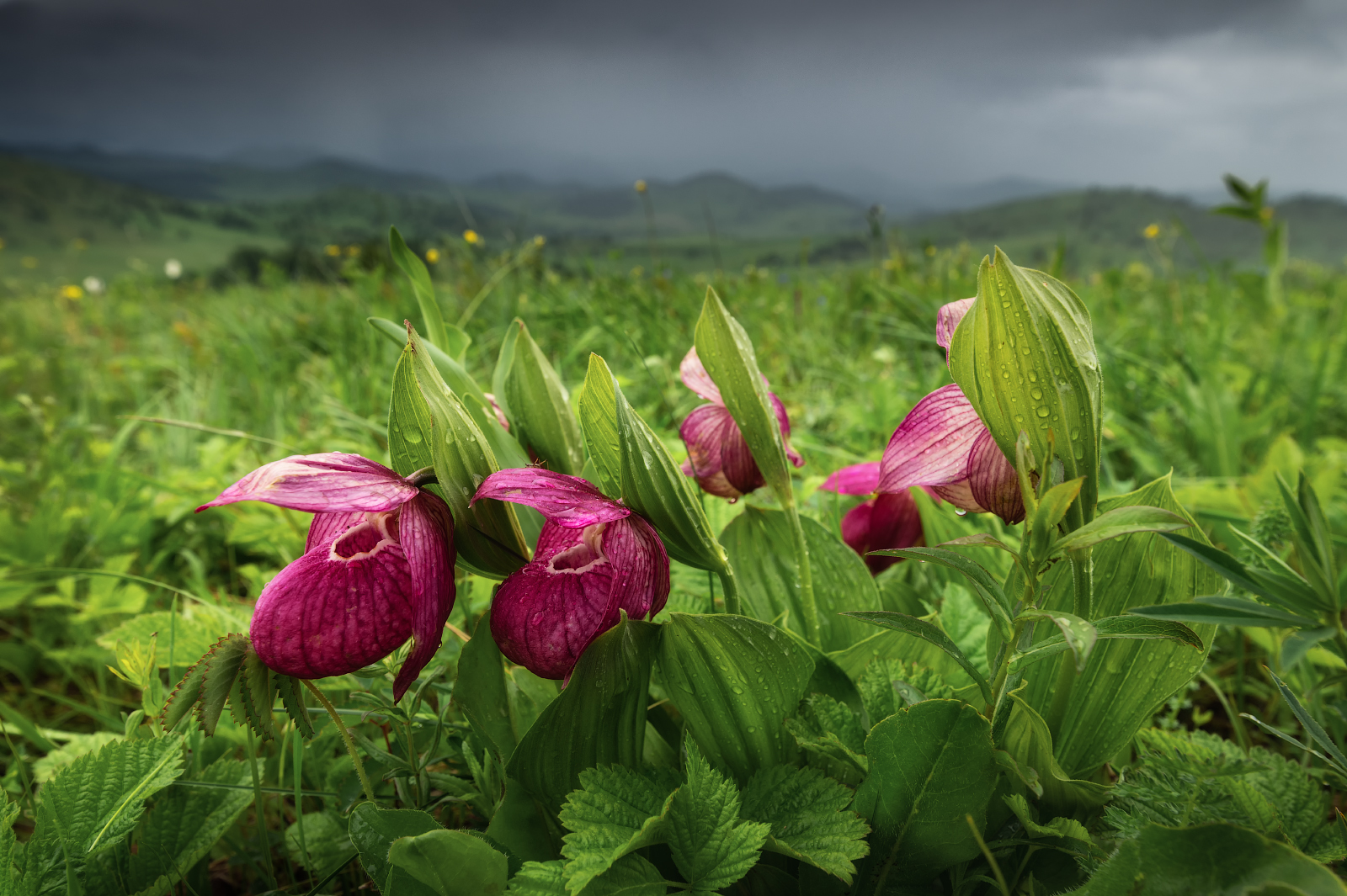 алтай, алтайский край, пейзажи алтая, холмогорье, предгорья алтая, цветы, венерины башмачки, гроза, cypripedium macranthon, венерин башмачок крупноцветковый, Рубан Елена