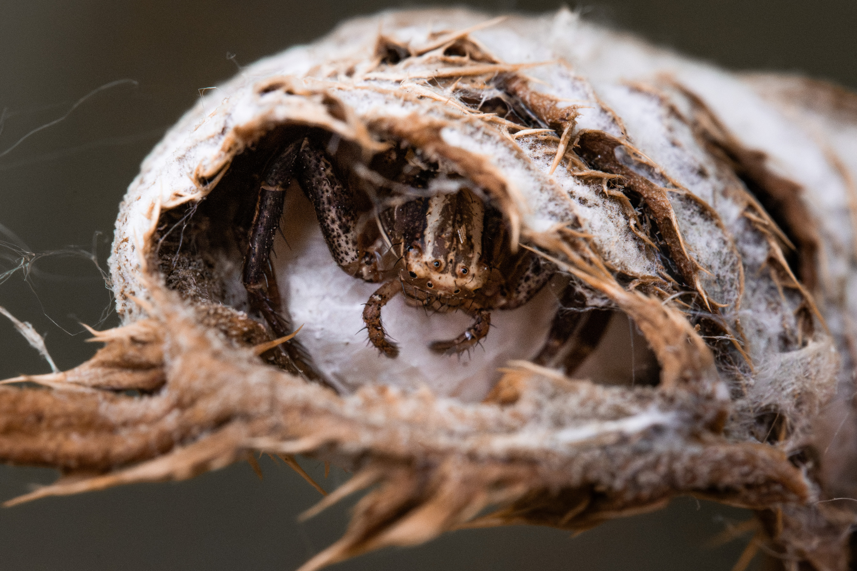 , Ольга Таланцева