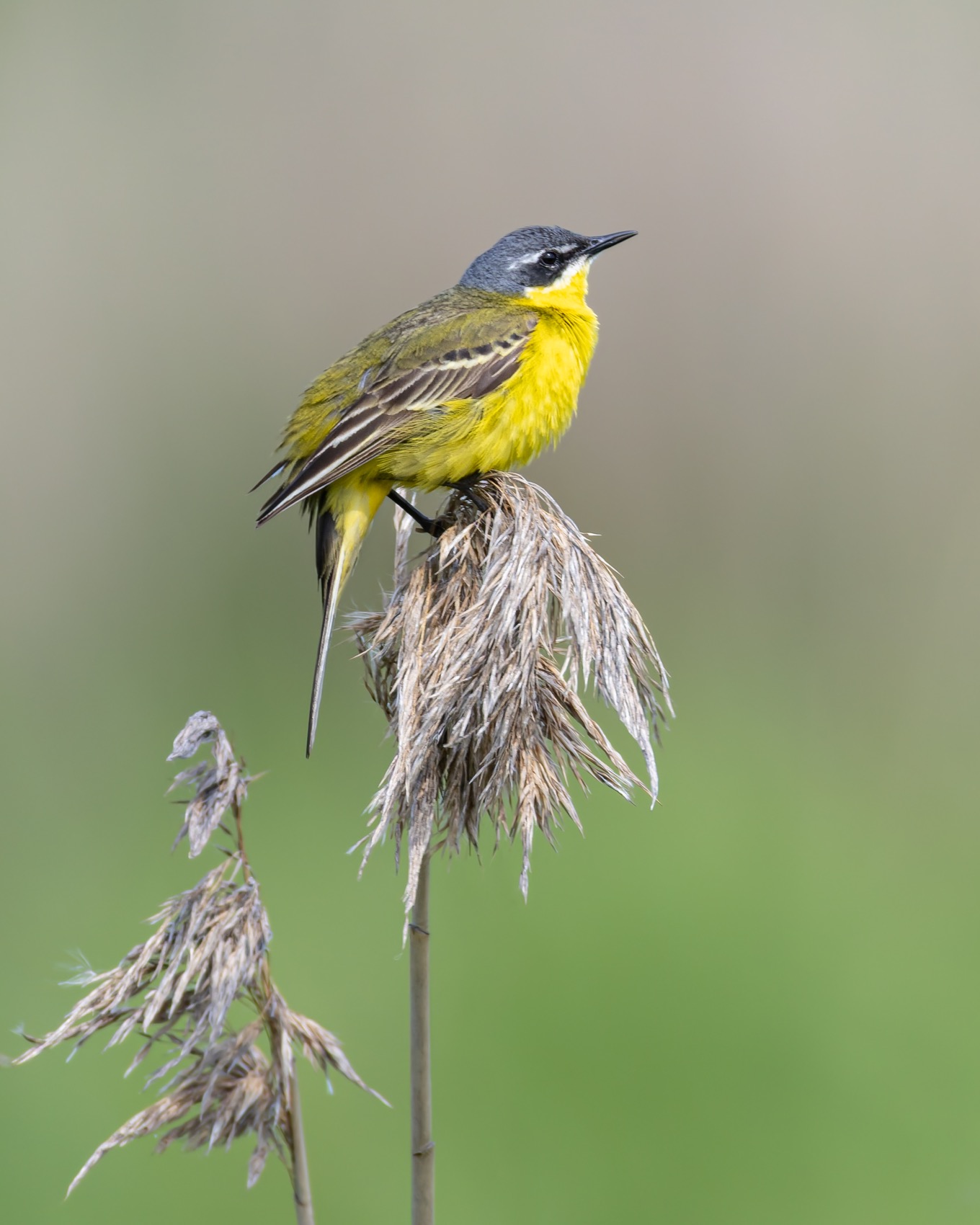 желтая трясогузка, трясогузка, птицы, Руслан Pl