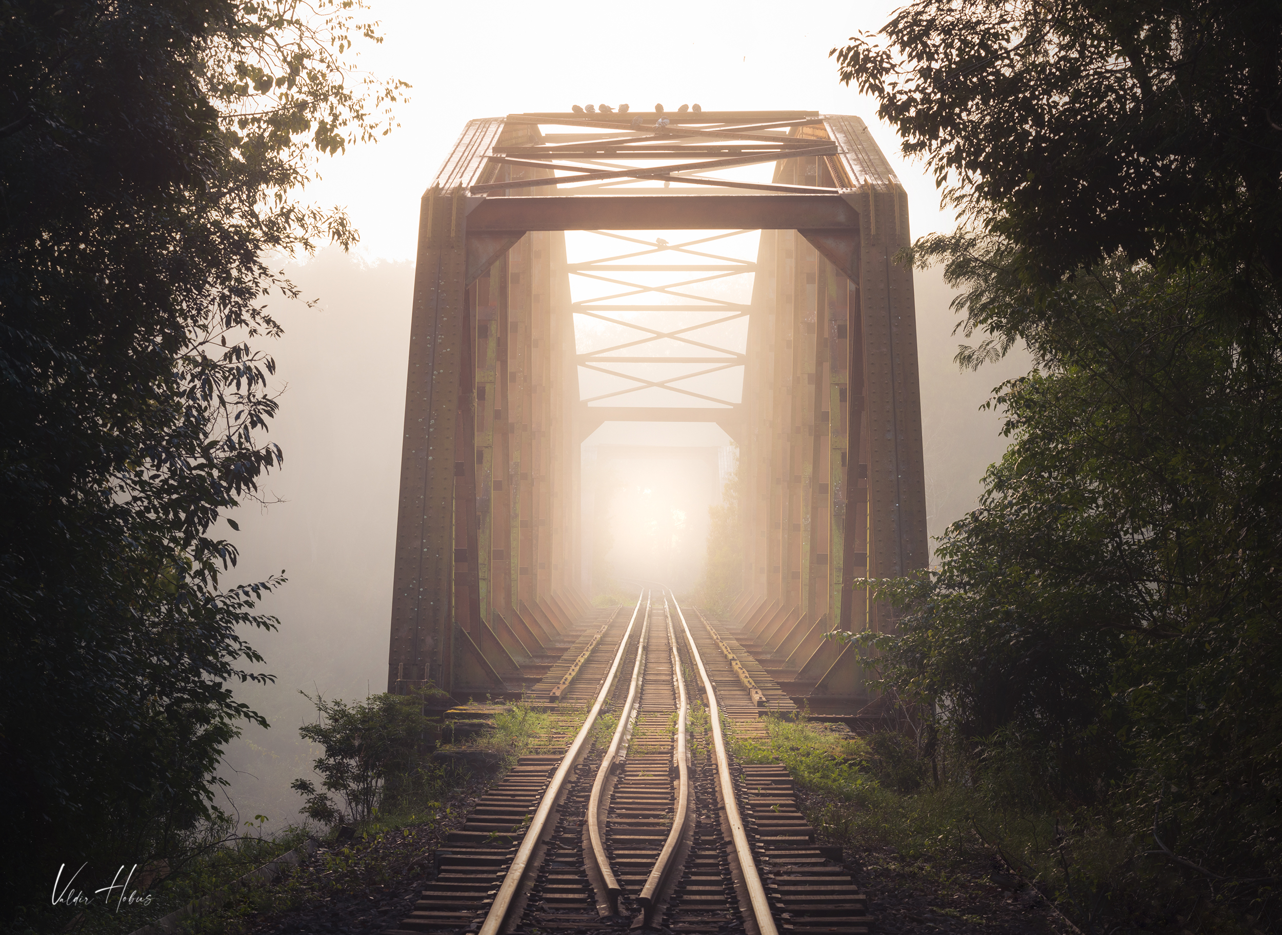 bridge, fog, train, , Valdir Hobus