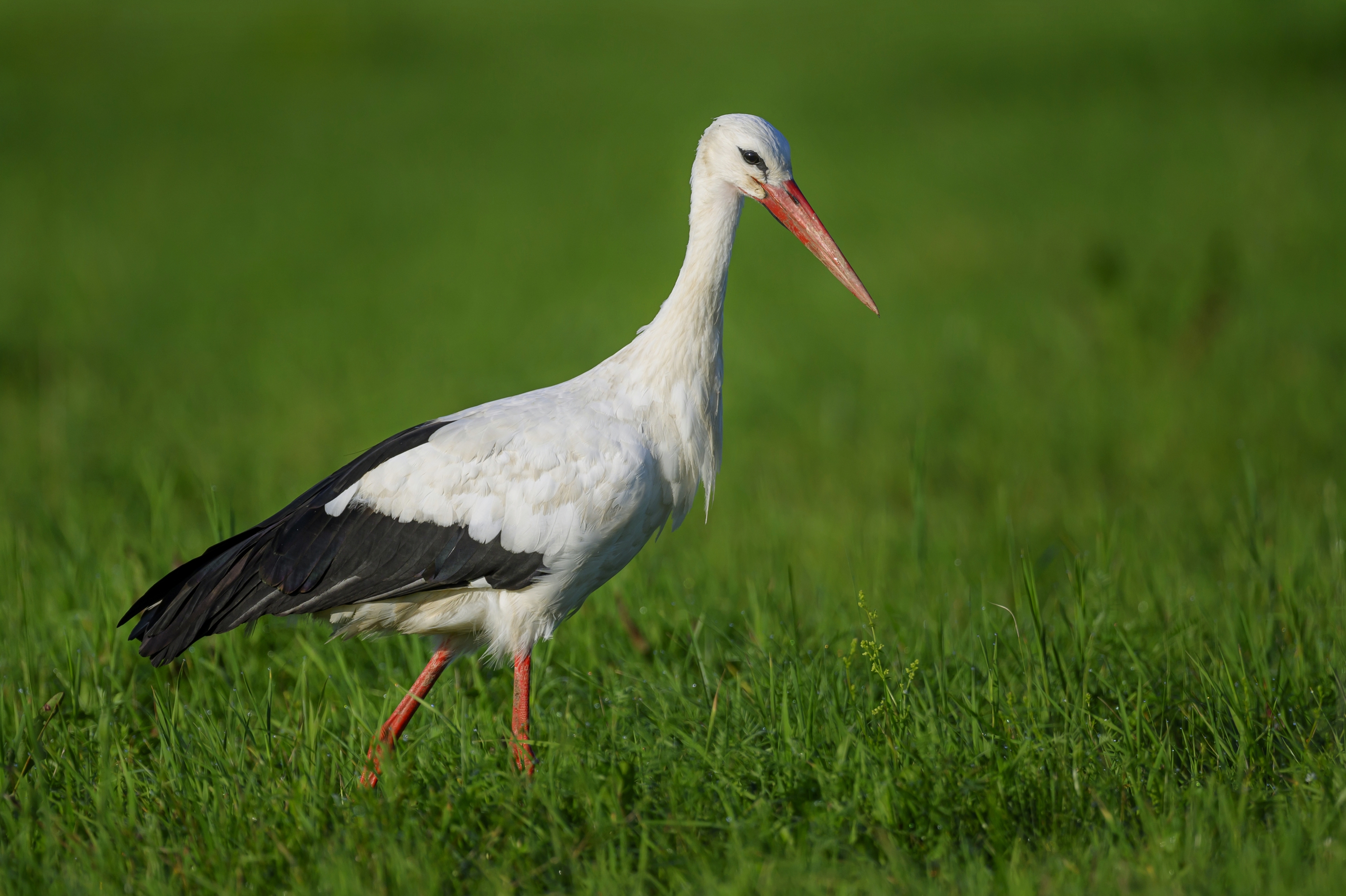 , Пупонин Сергей
