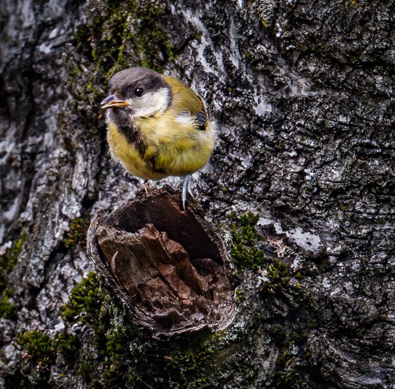 , Курлянцев Алексей