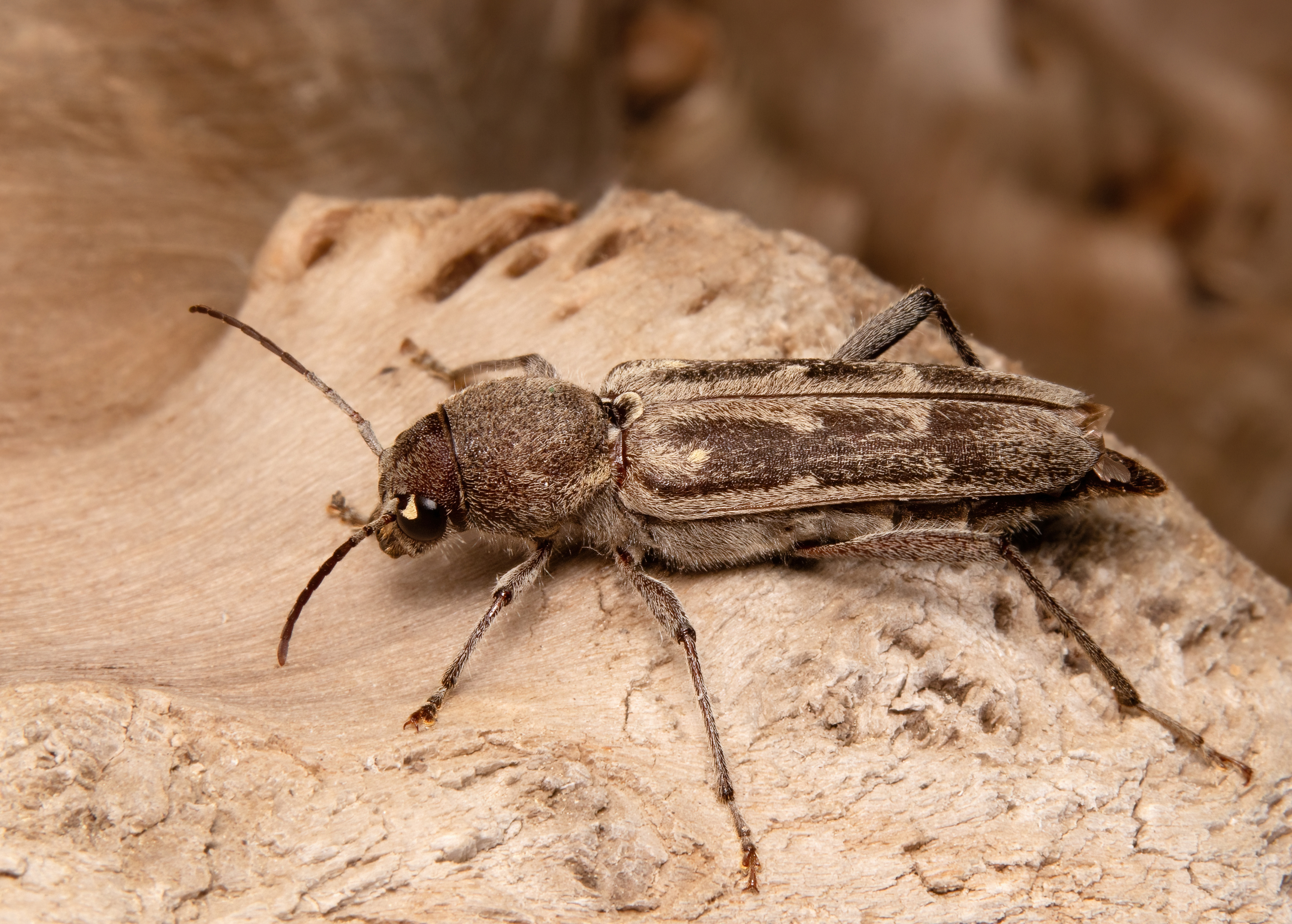 макрофото, макрофотографии, фотомакро, насекомые, макромир, макрофотограф, макроаддикт, макро_мир, naturelovers, naturelover, naturephotography, macrolove, macro_love, biodiversity, macrophotography, macro, macronature, entomology, arthropods, arthropod, ,  Stephane