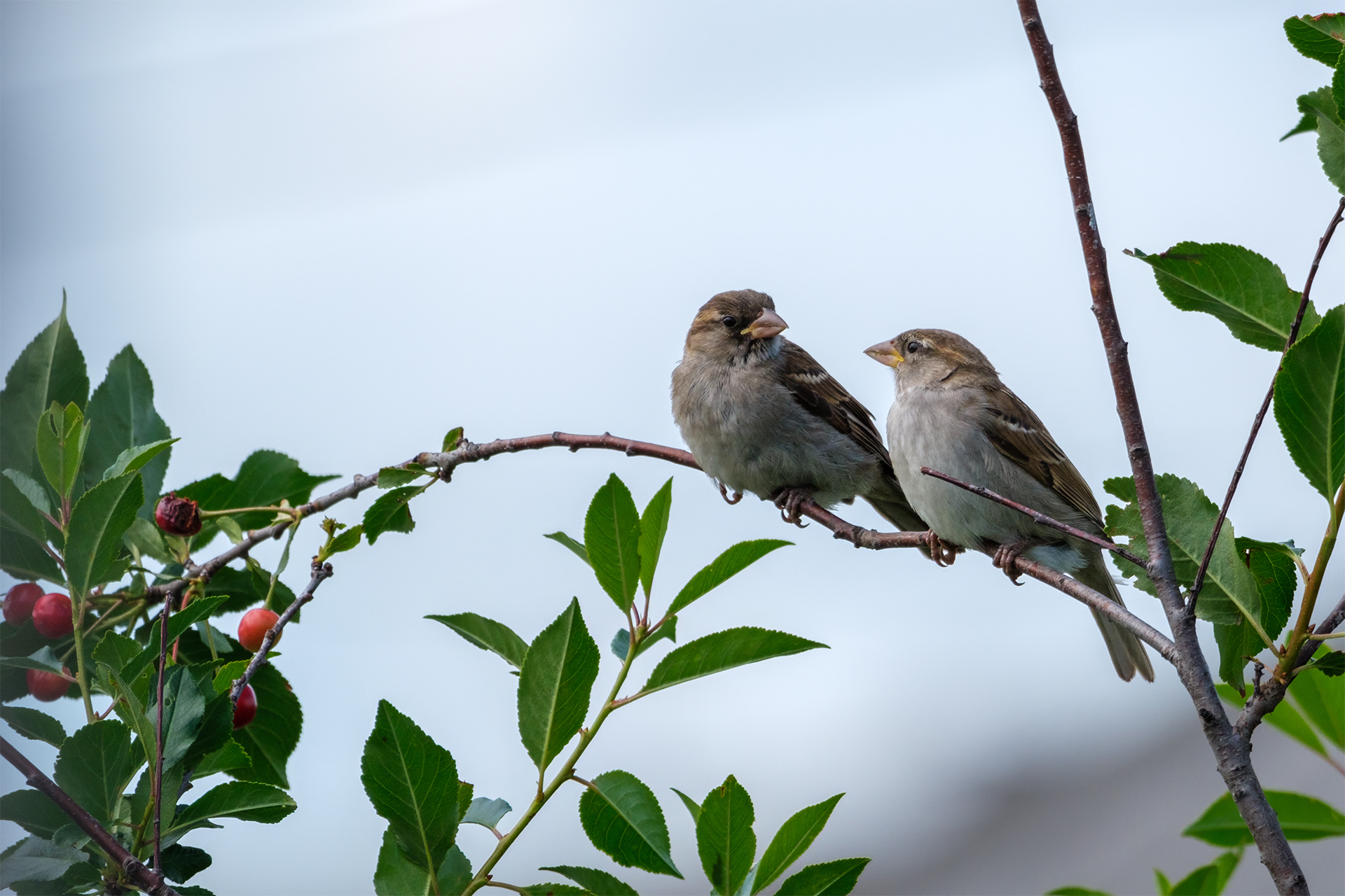 , Бодрягин Виталий
