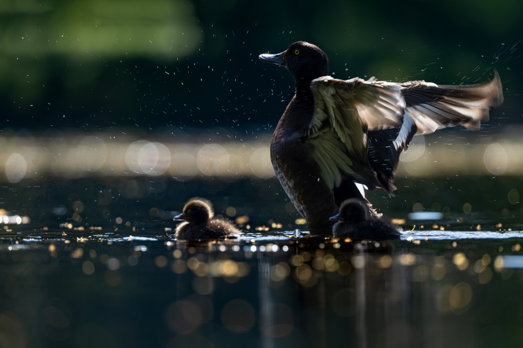 нырок, хохлатая чернеть, утенок, птицы, контражур, Руслан Pl