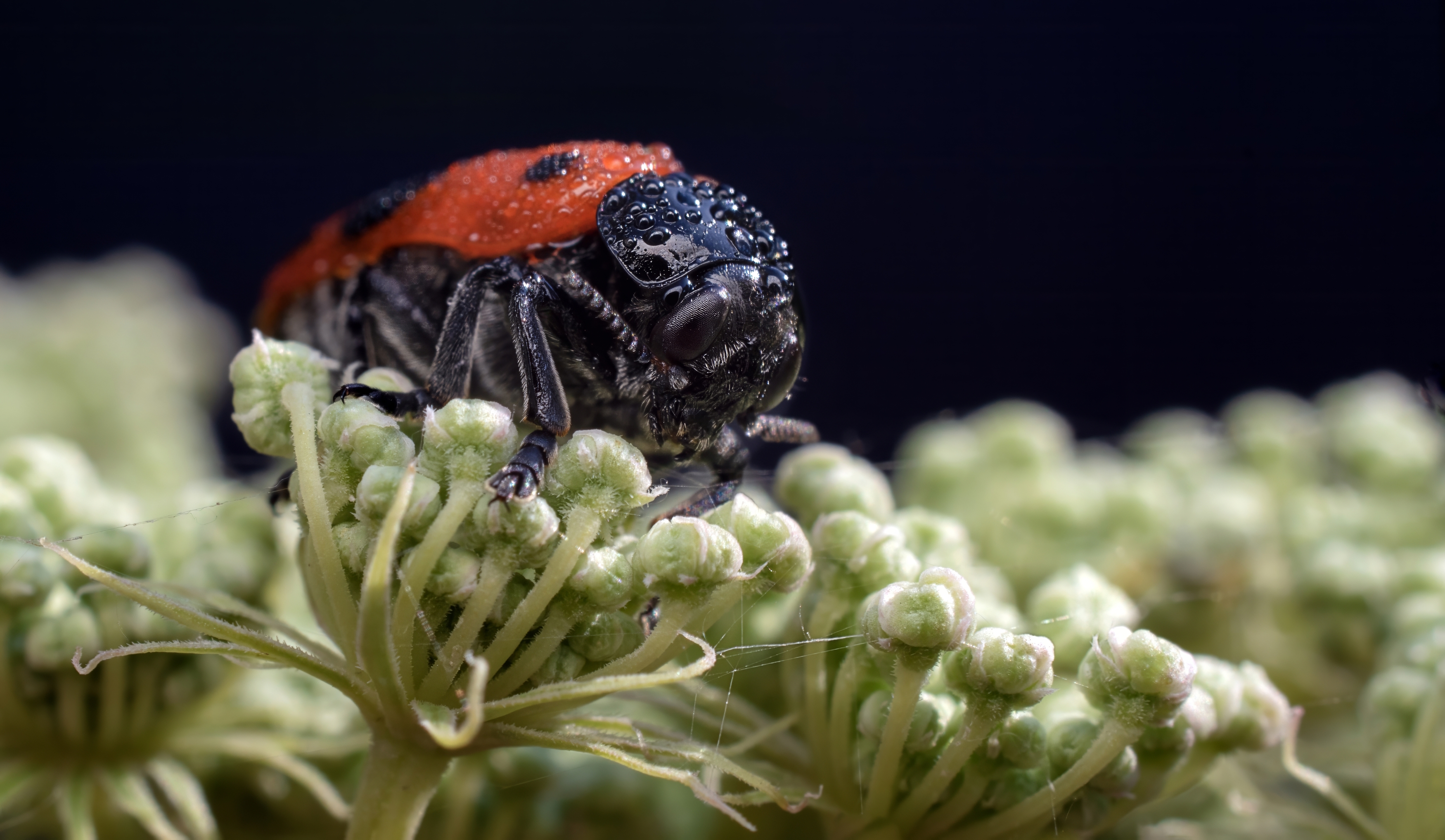 , Людмила Железнова