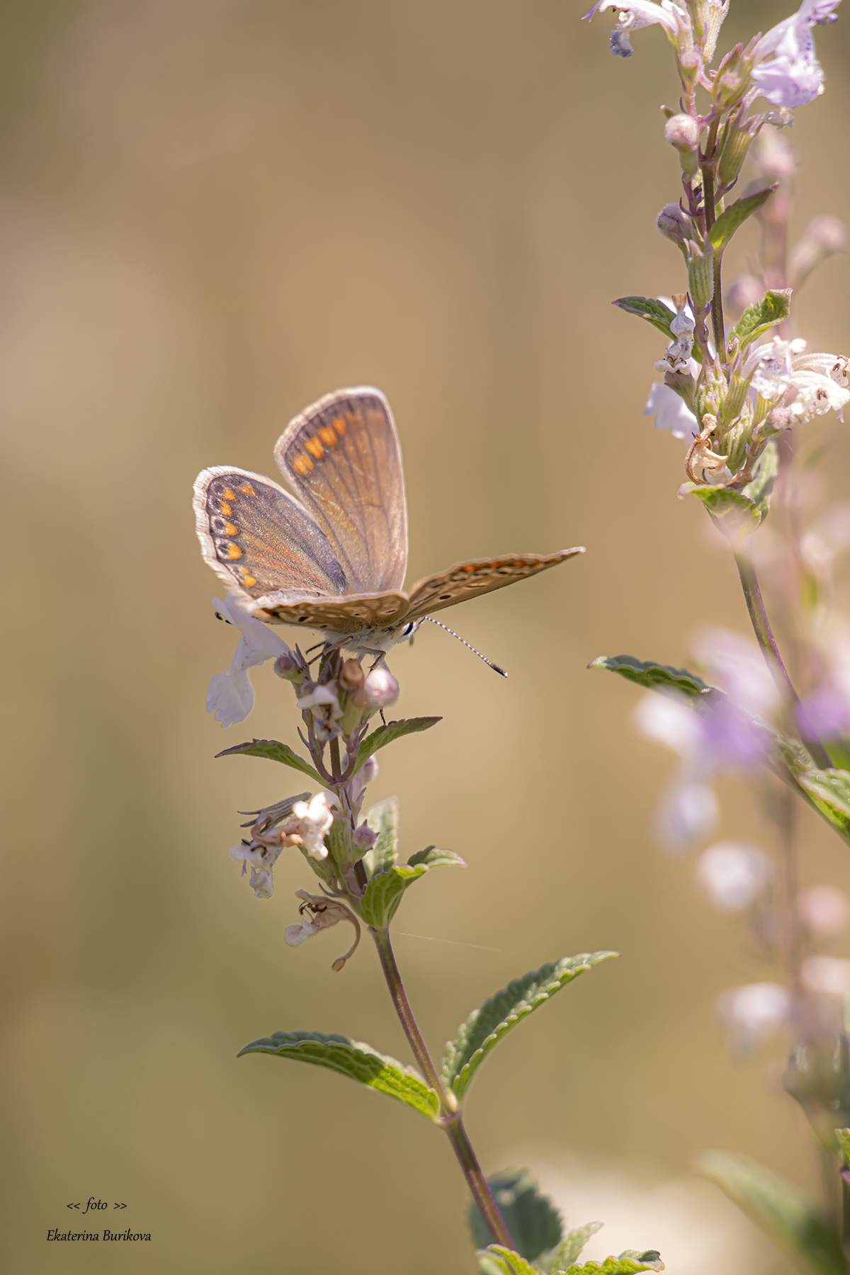, Бурикова Екатерина