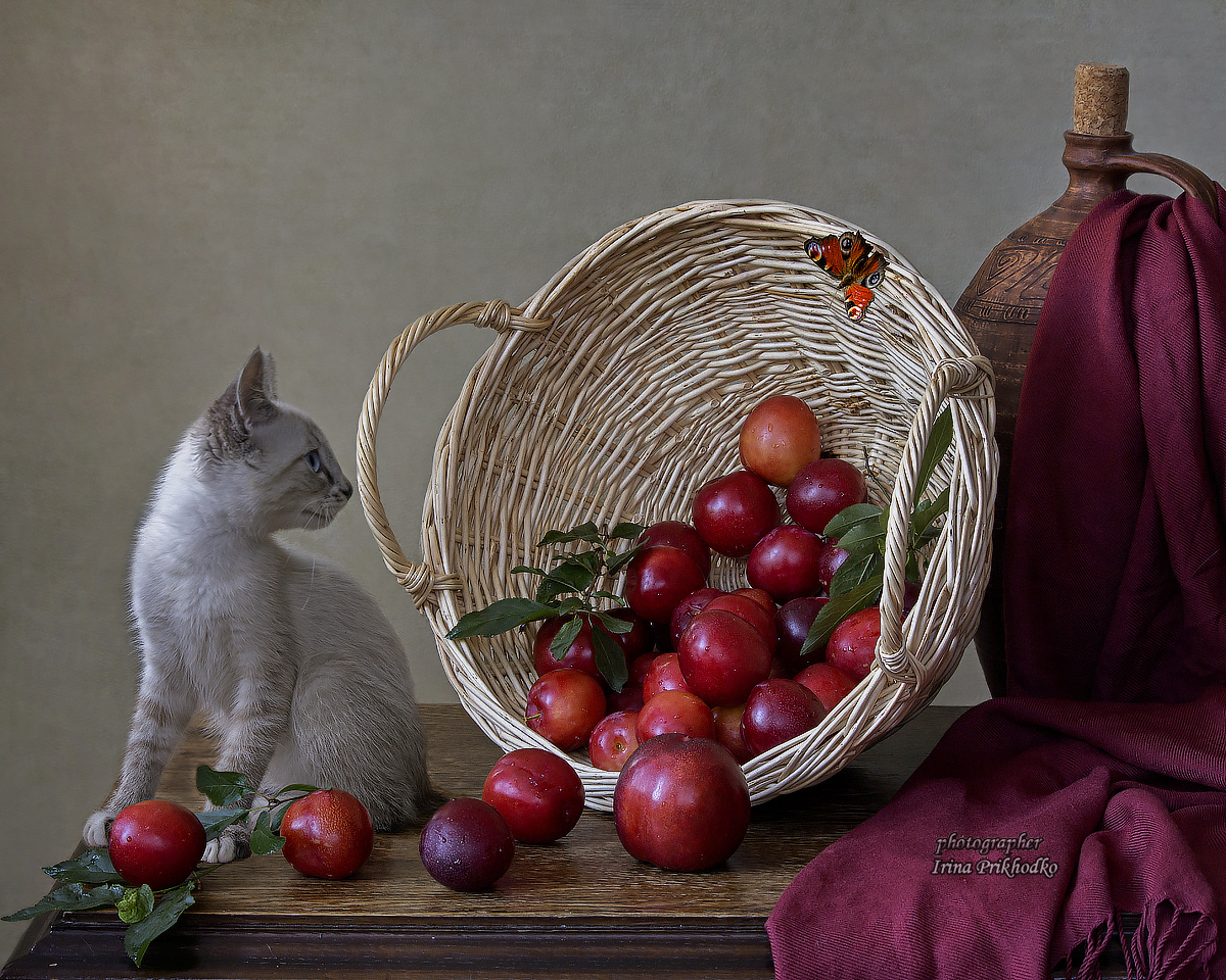 натюрморт, фрукты, сливы, котенок, кошки, питомцы, Приходько Ирина