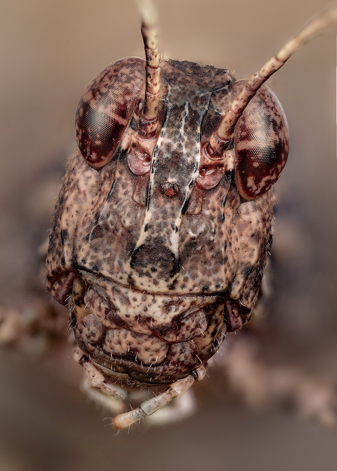 orthoptera, oedipodinae, oedipoda caerulescens, голубокрылая кобылка, Kavaliauskas Eugenijus