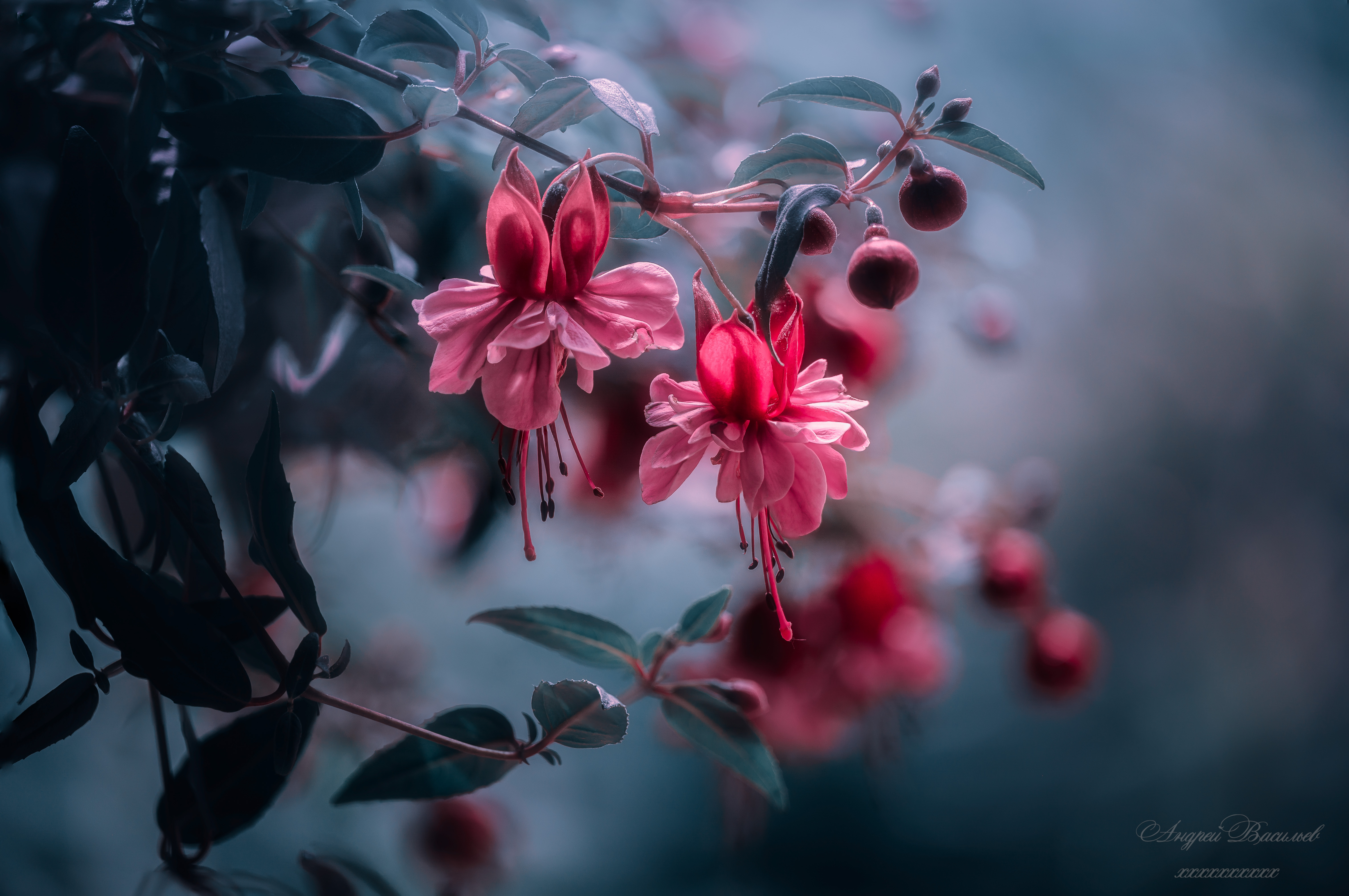 Цветы, фуксия, лето, летний сезон, Васильев Андрей