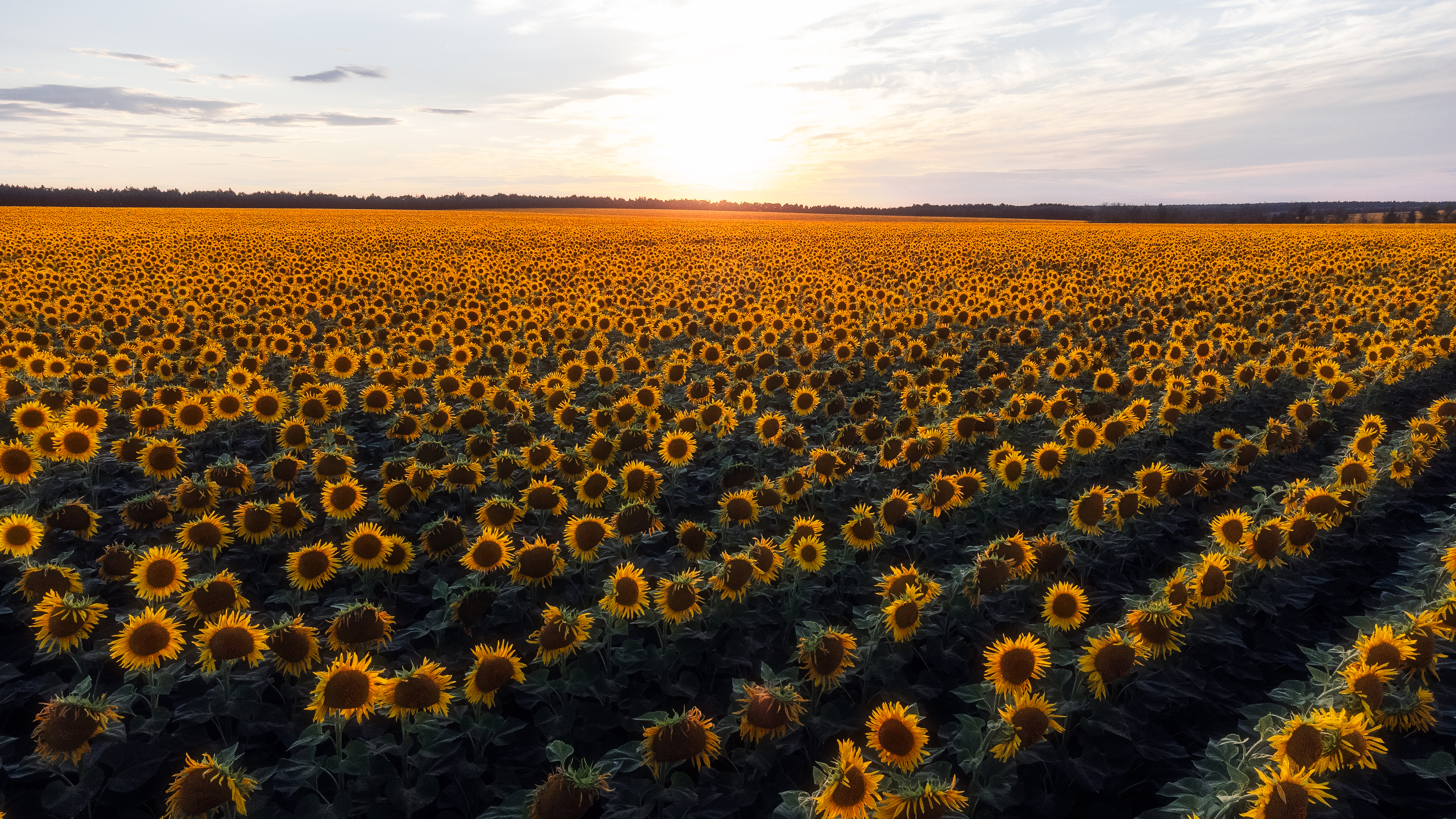 подсолнухи, природа, поля, поля подсолнухов, пейзаж, пейзажная фотография, Мартыненко Дмитрий