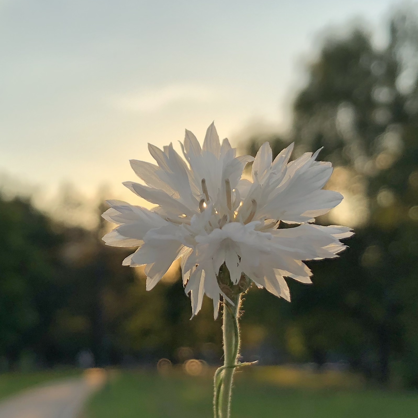 , Бравичева Анастасия