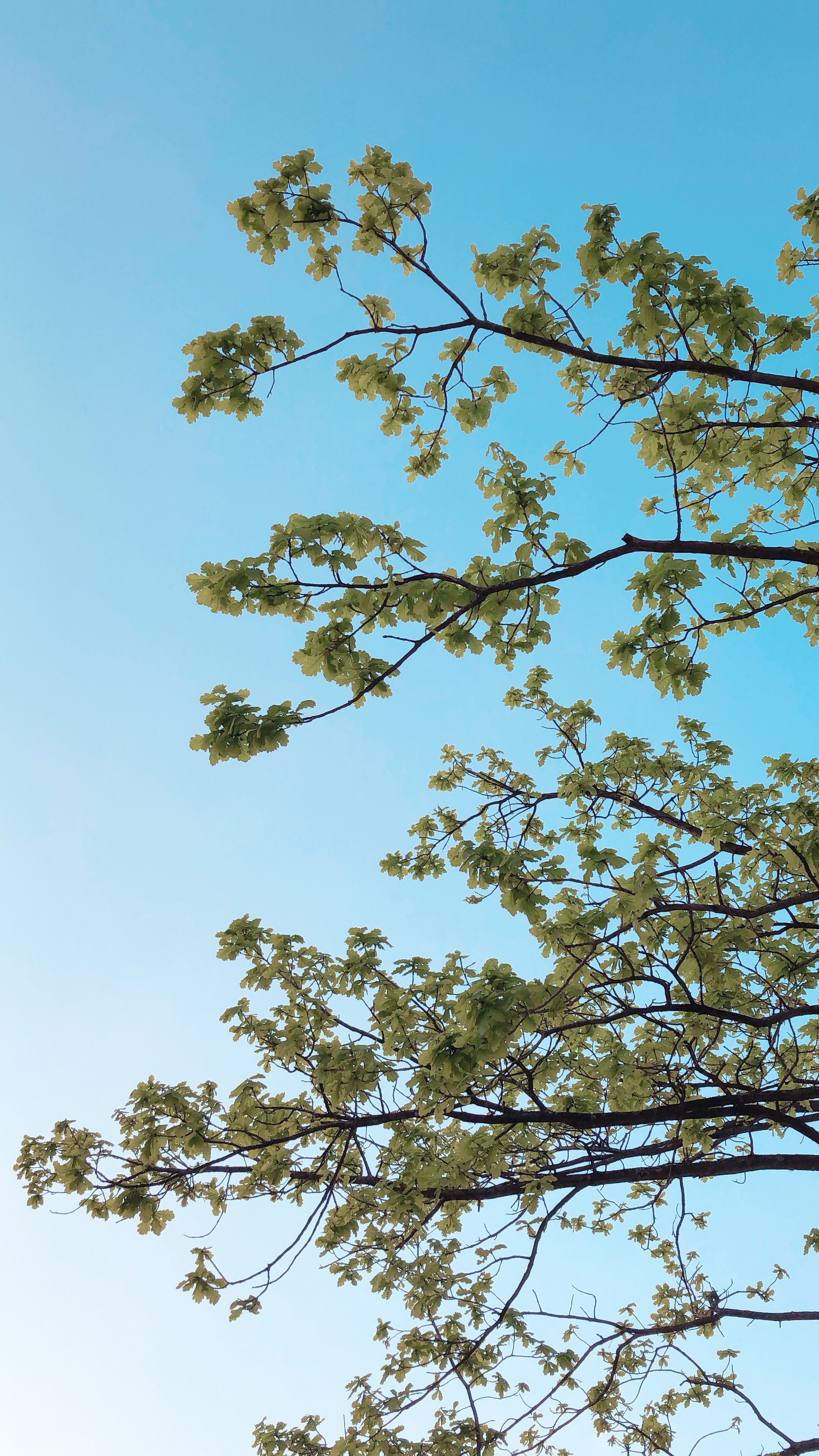 , Бравичева Анастасия