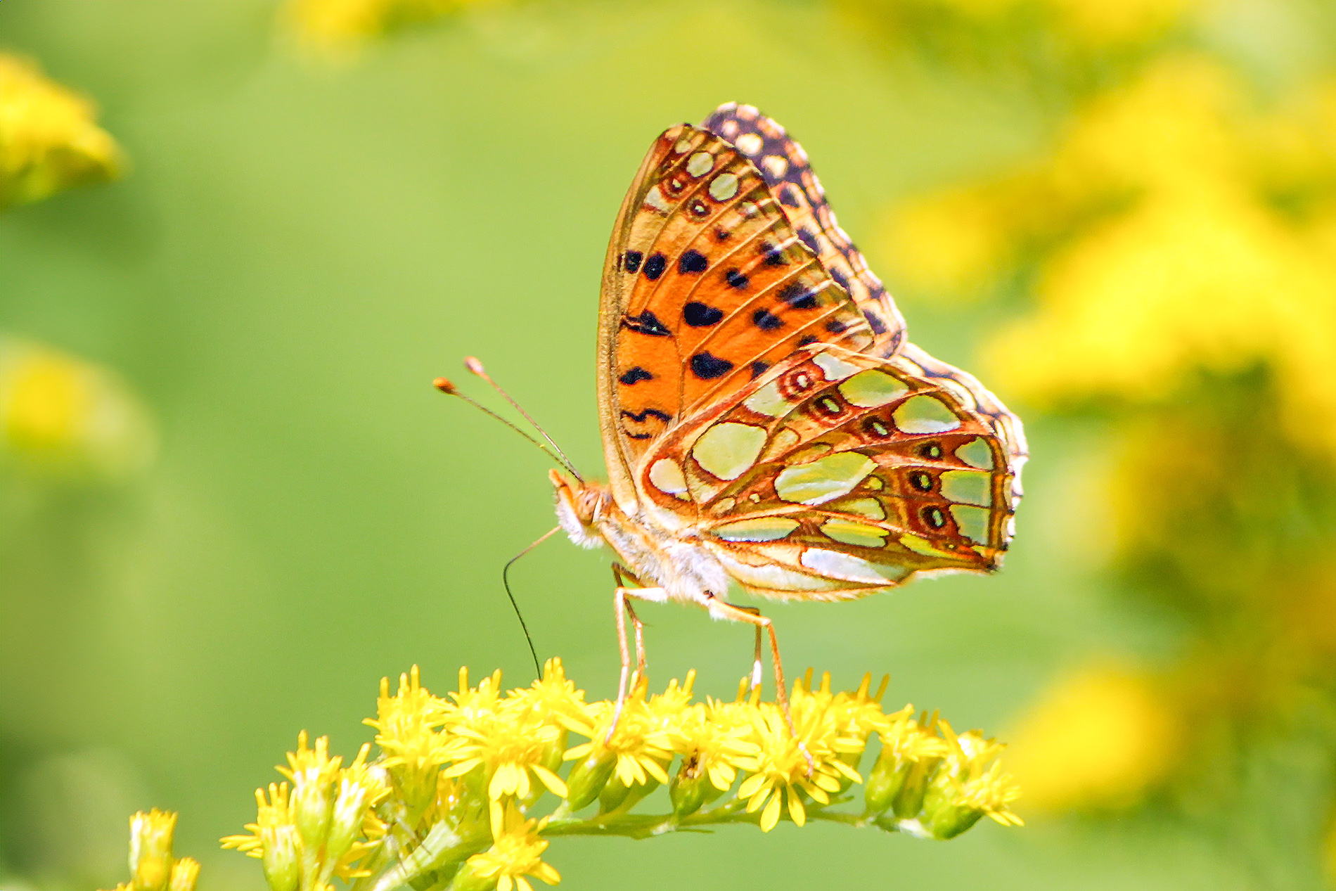 бабочка, перламутровка блестящая, перламутровка полевая, перламутровка латона, issoria lathonia, КарОл