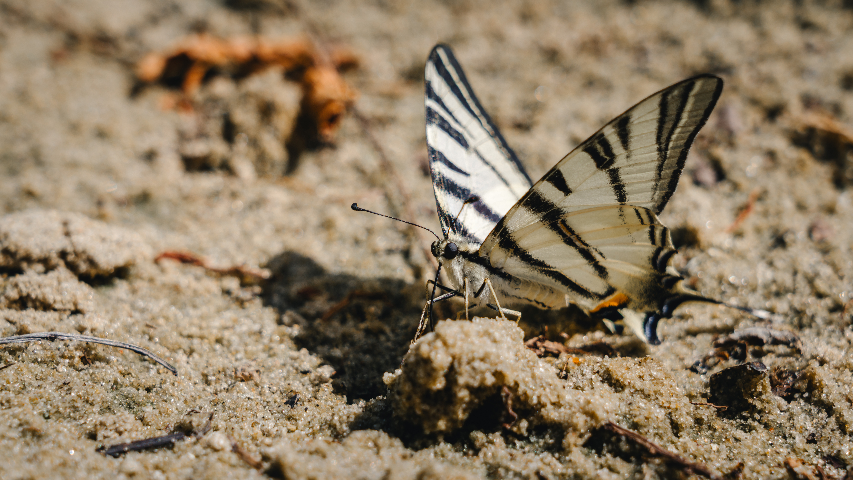 , Вертиков Юрий