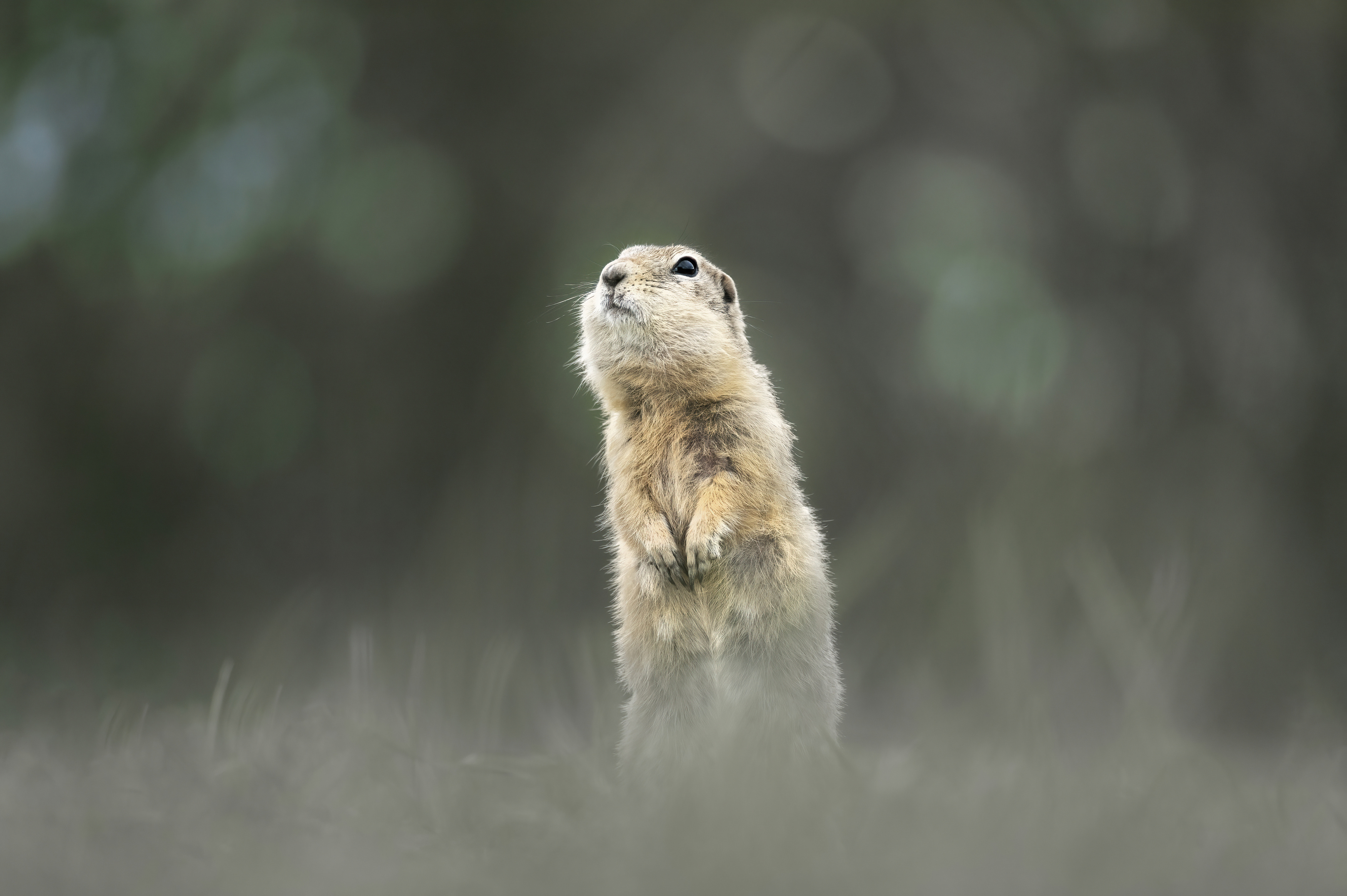 суслик, красноярск, татышев, Андреева Светлана