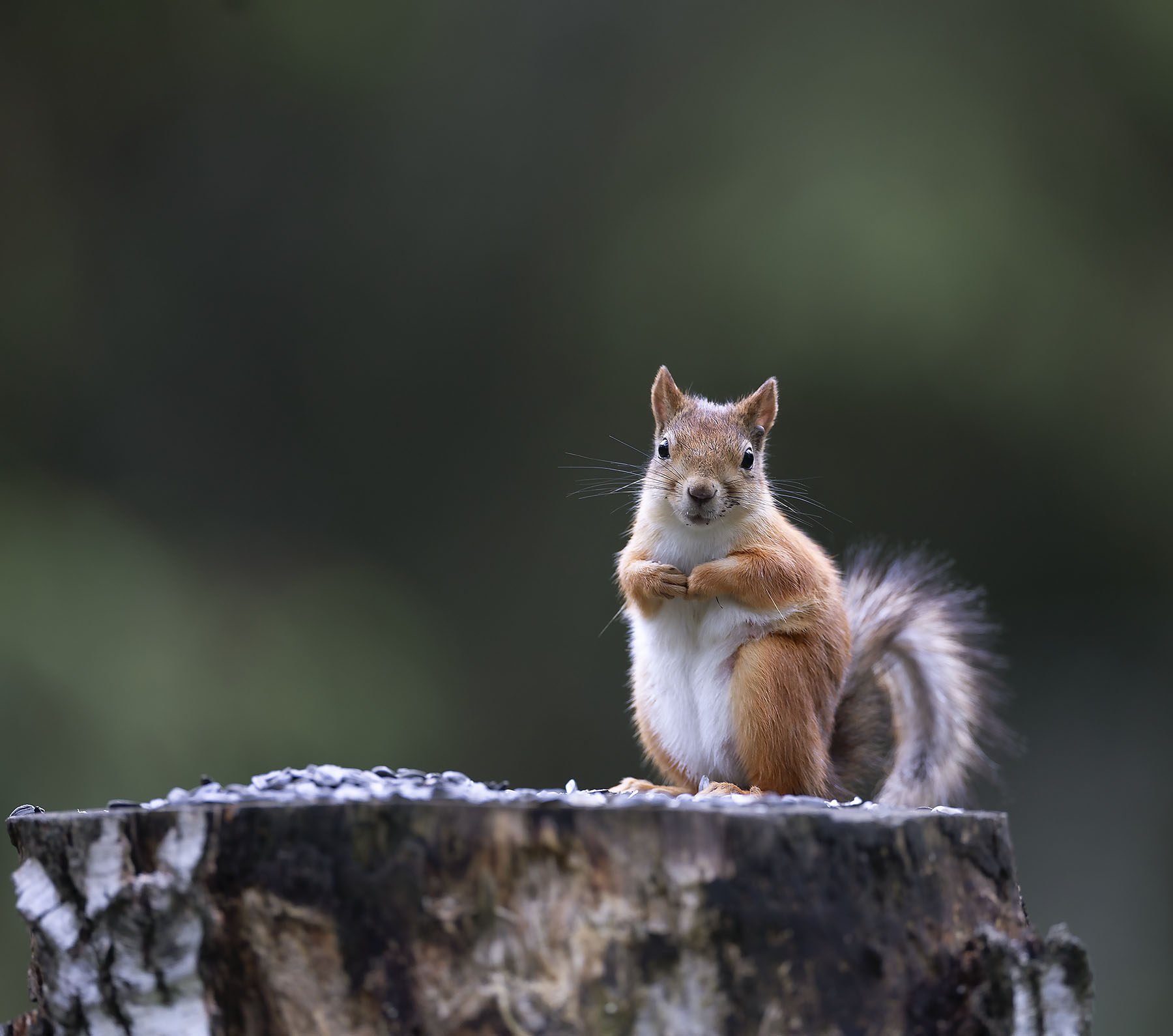 белка,фотомодель, лес, природа, squirrel, forest, nature, Стукалова Юлия