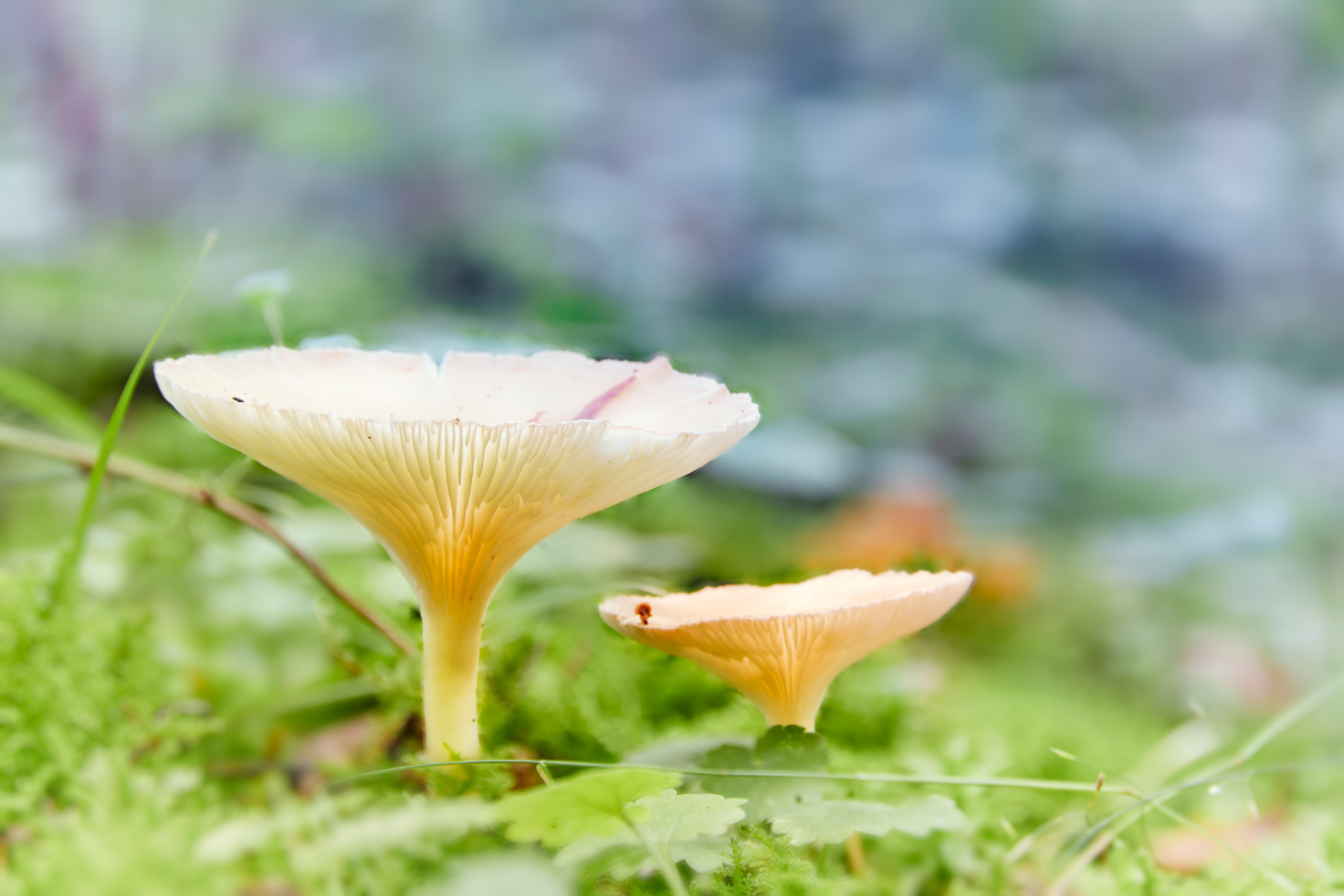 грибы, Валерий Вождаев