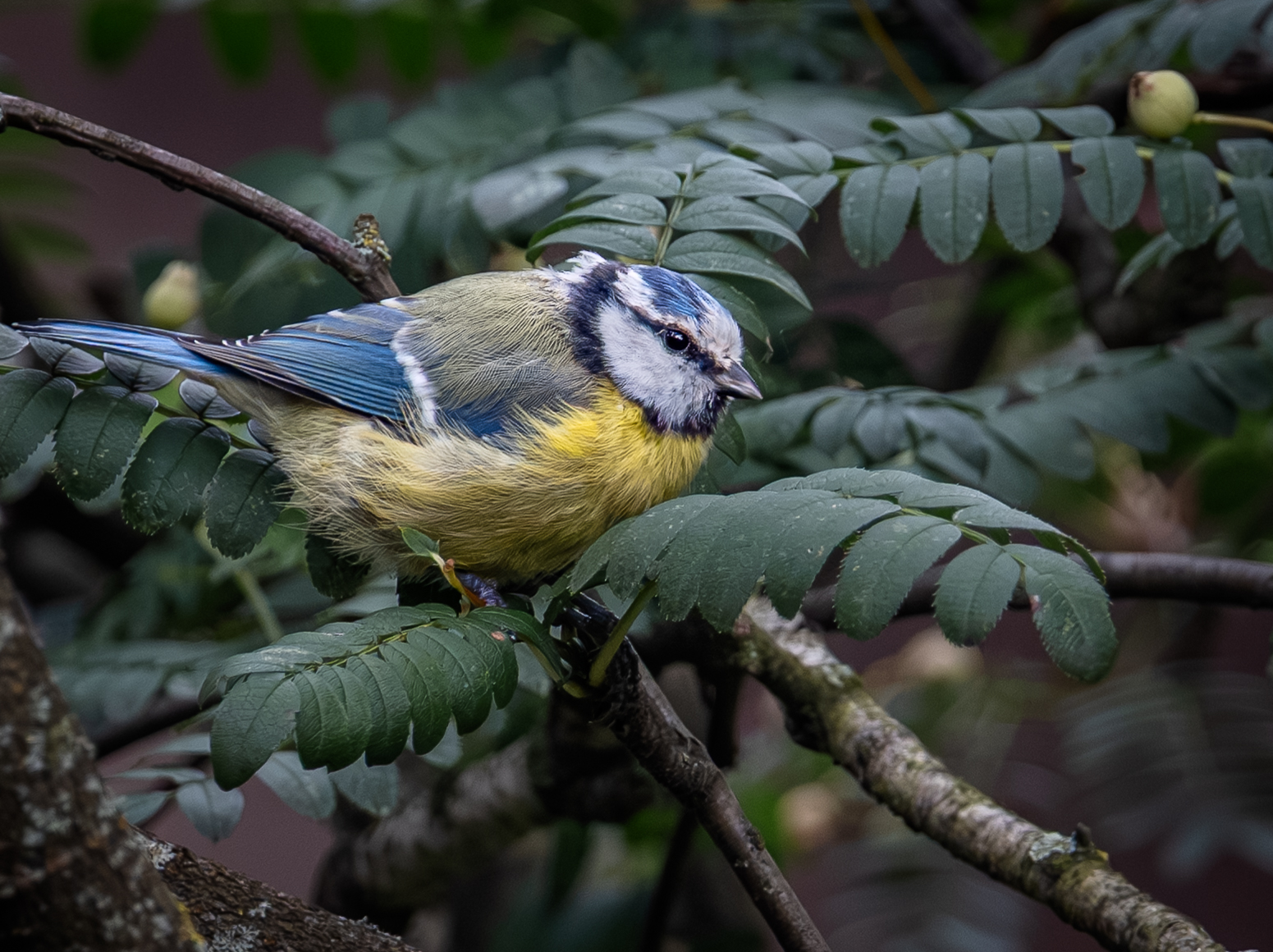 , Курлянцев Алексей