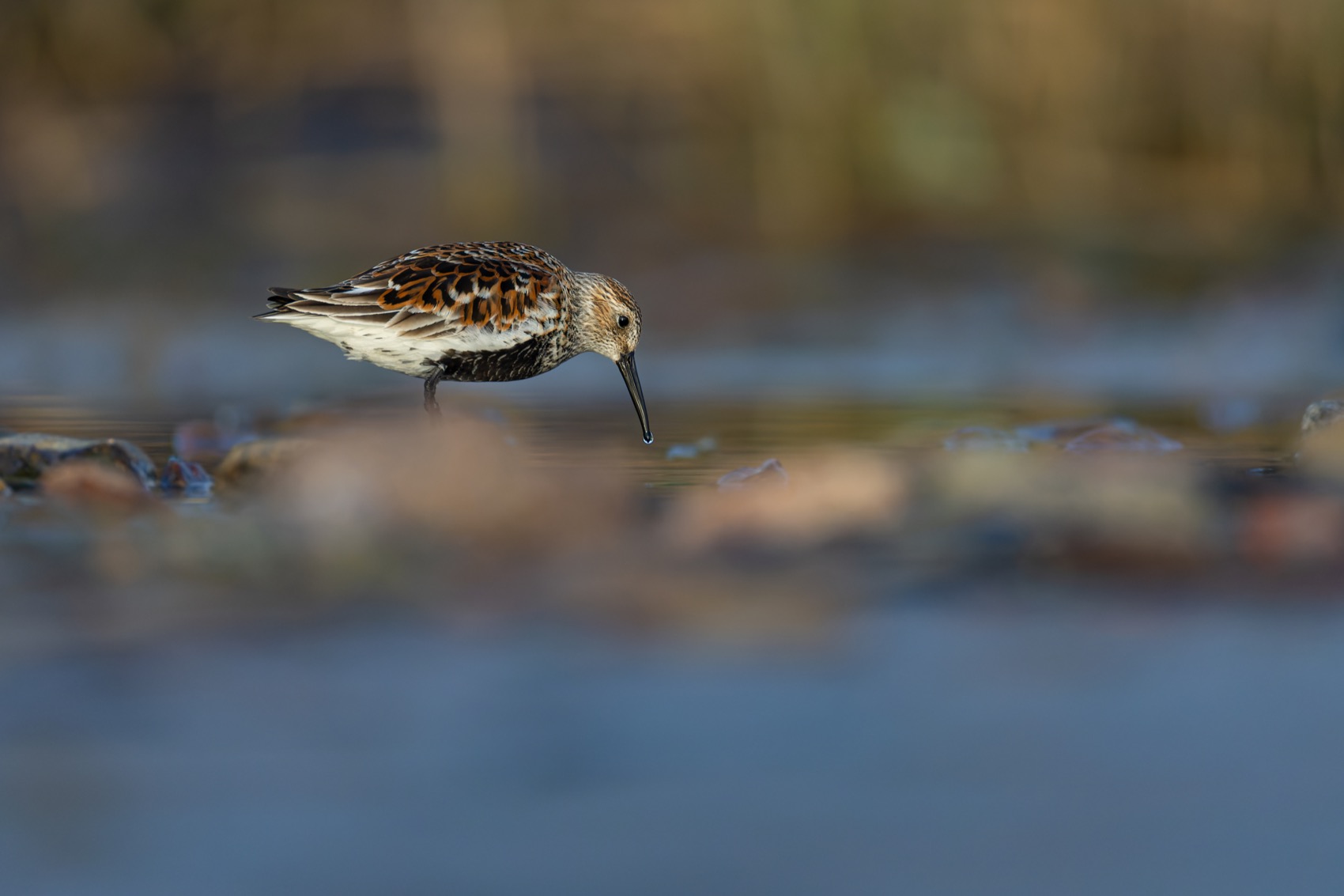 чернозобик, кулик, птицы, Руслан Pl