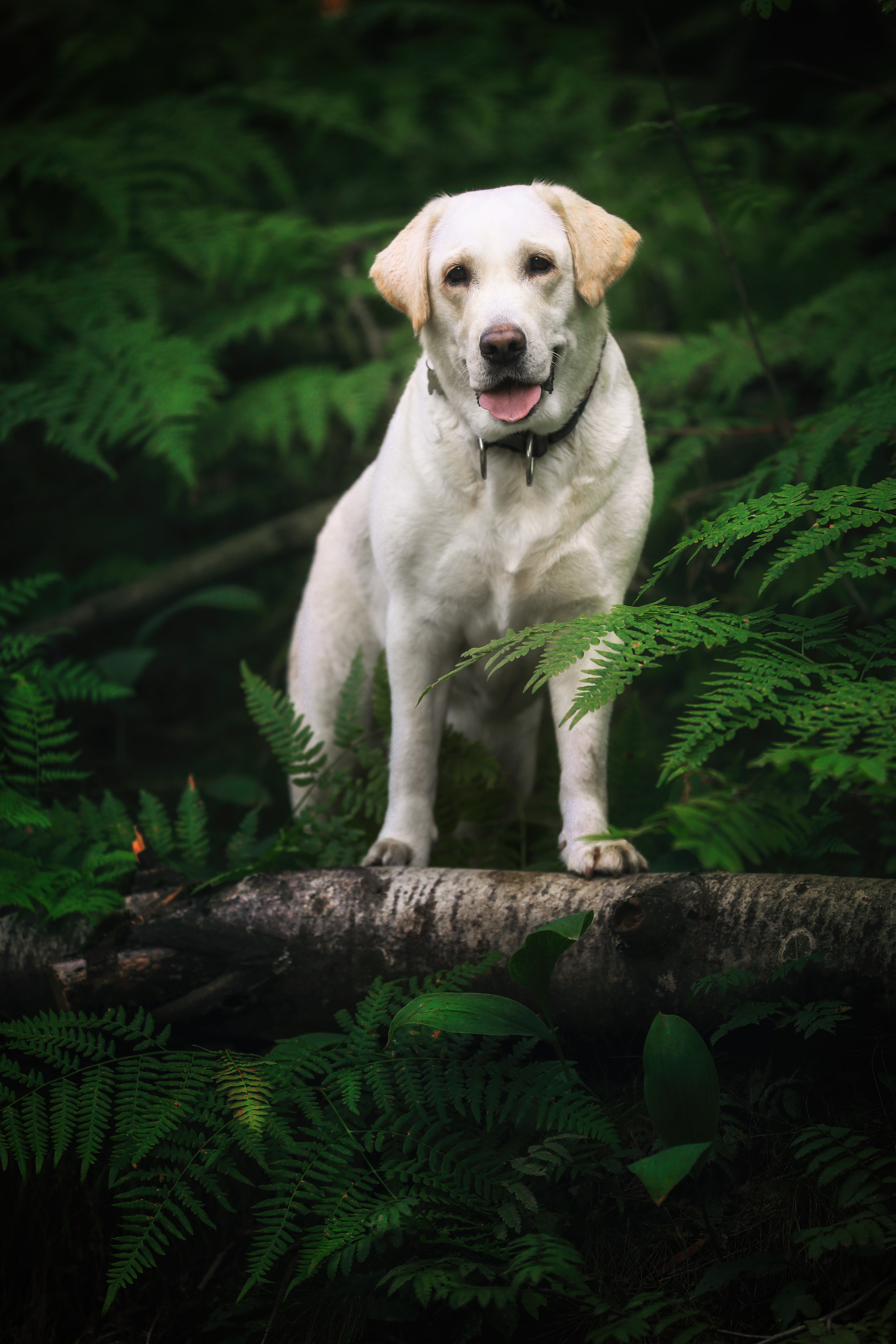 , Андрей Ершов